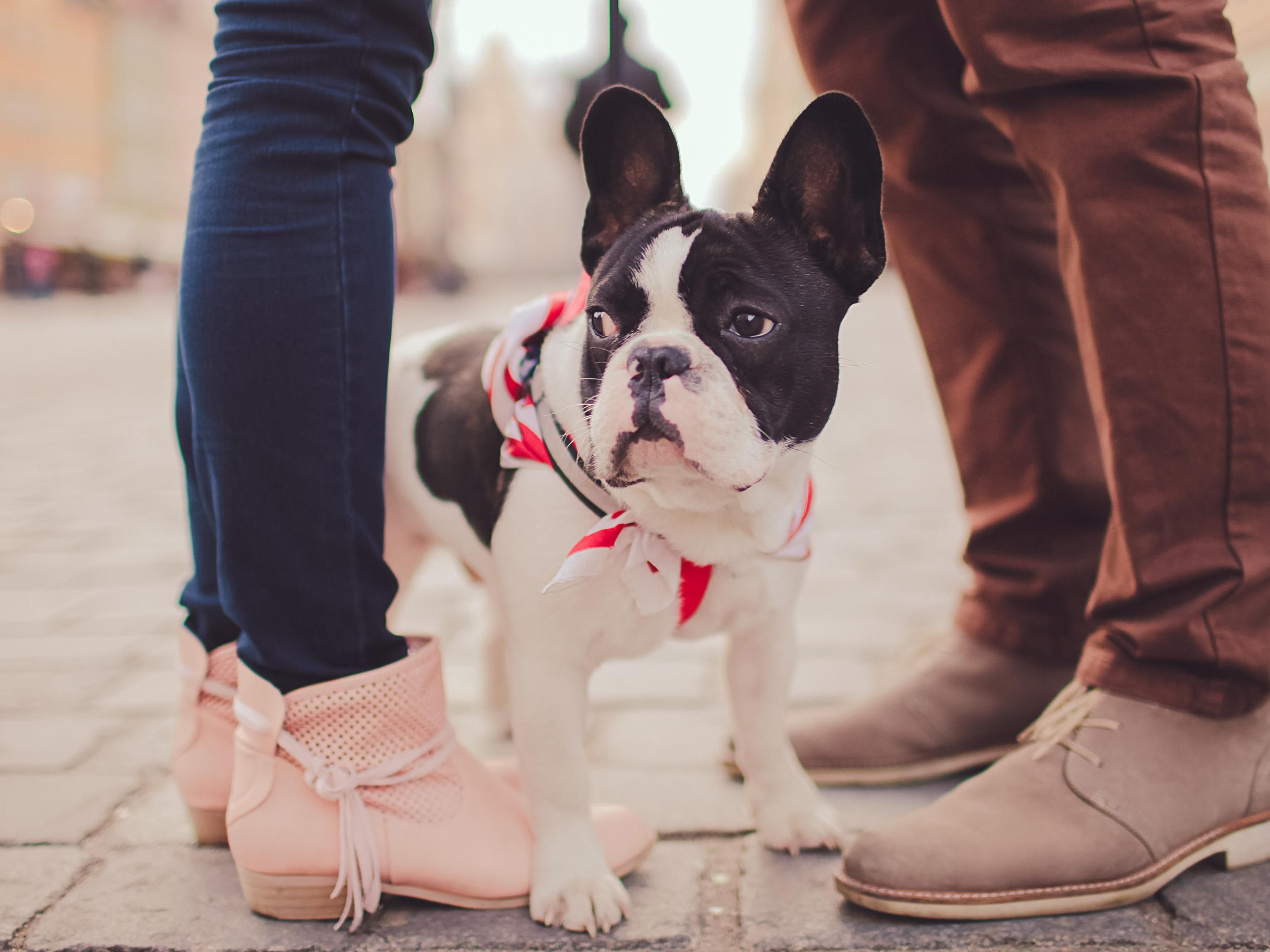 The Hotel Indigo Madison Downtown is pet-friendly! We welcome pets of all shapes and sizes so you and your best friend can explore Madison together.
