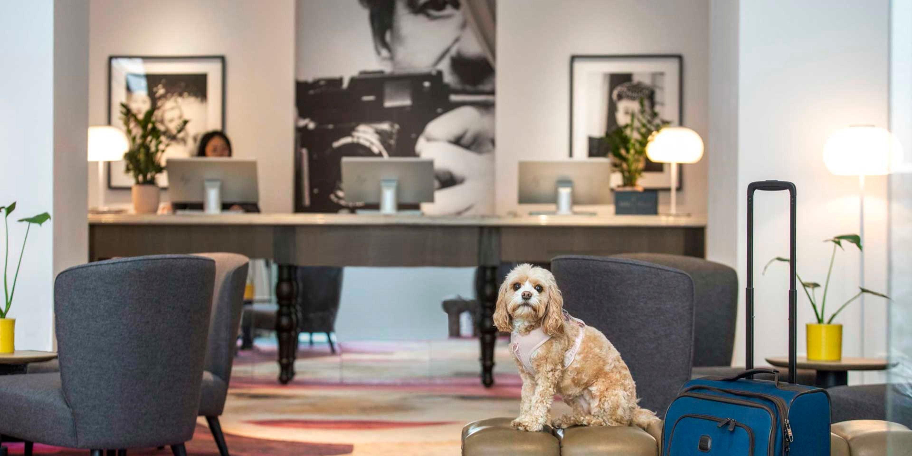 Bring your pooch to Hotel Indigo 