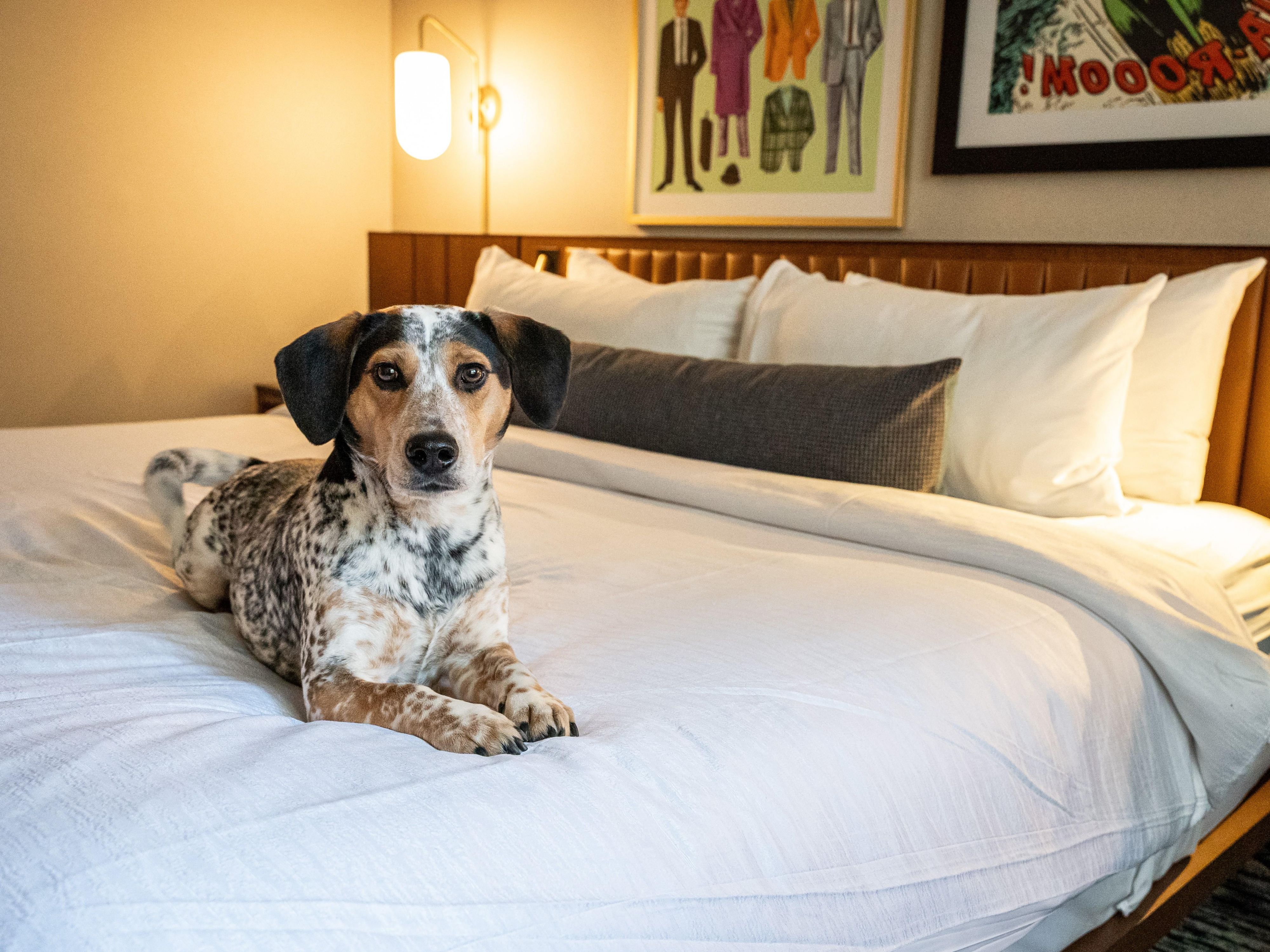 Bring your furry friends to Hotel Indigo Minneapolis! We welcome up to 2 pets per room for a $75 fee per stay. Enjoy a stylish, pet-friendly stay in the heart of the city, because adventures are better with your best friend!