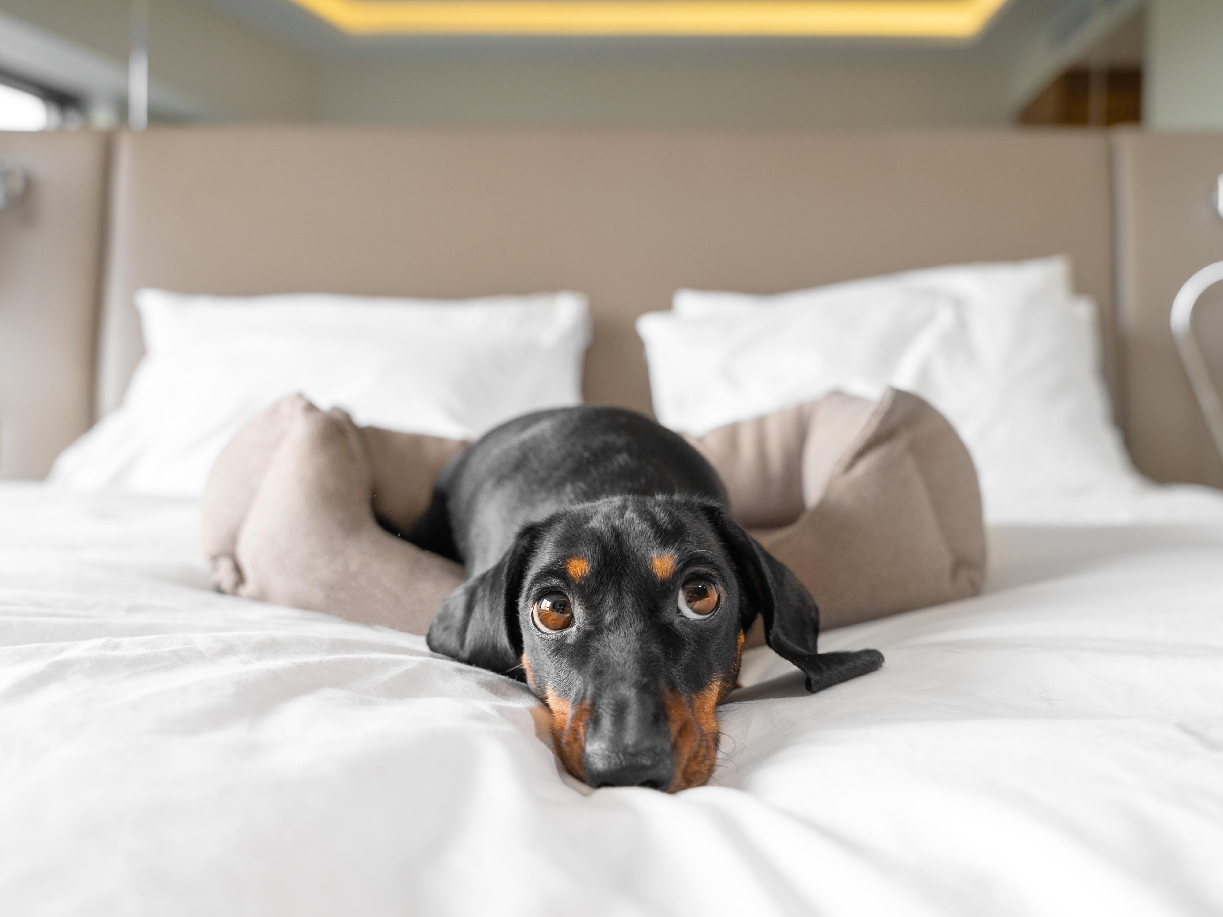 We welcome your furry friends! Our pet-friendly policy allows one pet per room, up to 25 lbs, with a non-refundable fee, so you and your companion can enjoy New Orleans together.