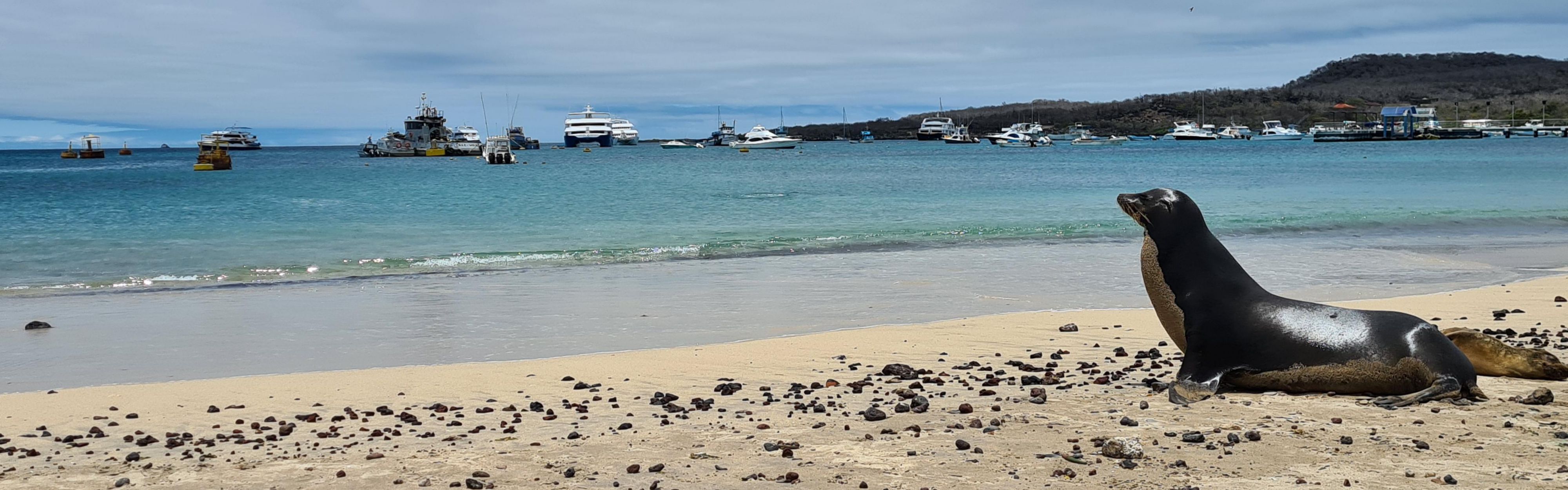 Enjoy the beach just like the sea lions in Galapagos.