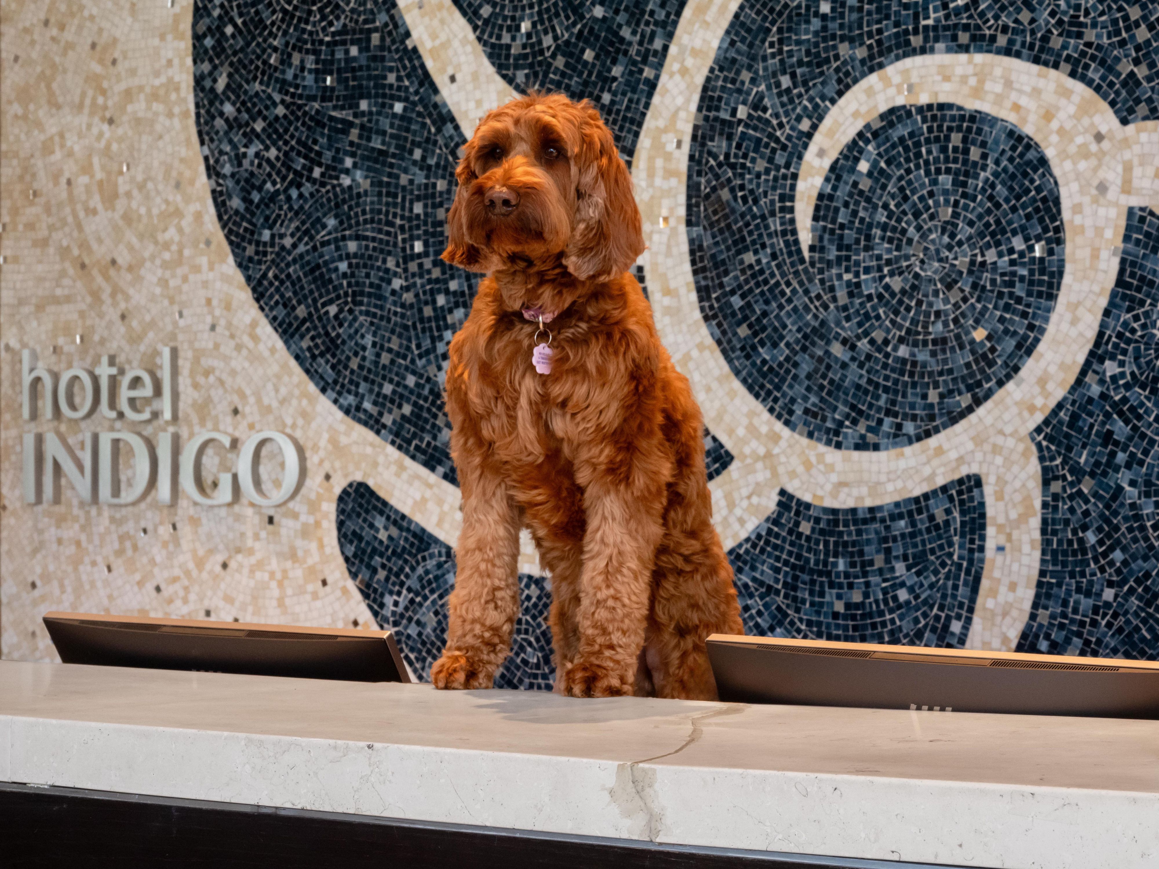 We’re happy to host your four-legged travel companions. Dogs are welcome in select rooms for a $50 fee, and there’s plenty of green space nearby for easy walks. Because a North Fork getaway is even better with your best friend along for the ride.