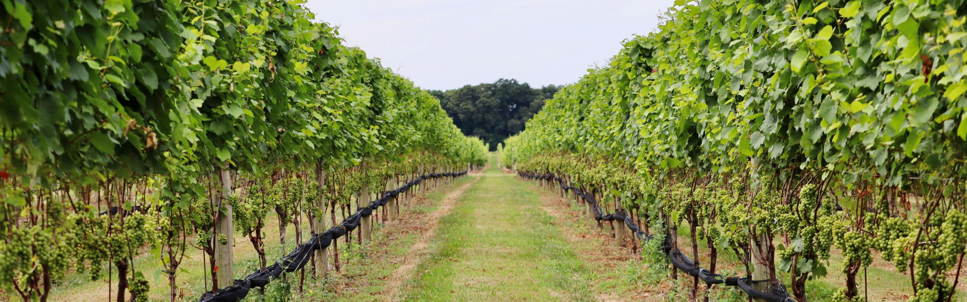 Experience unforgettable moments in nearby vineyards.