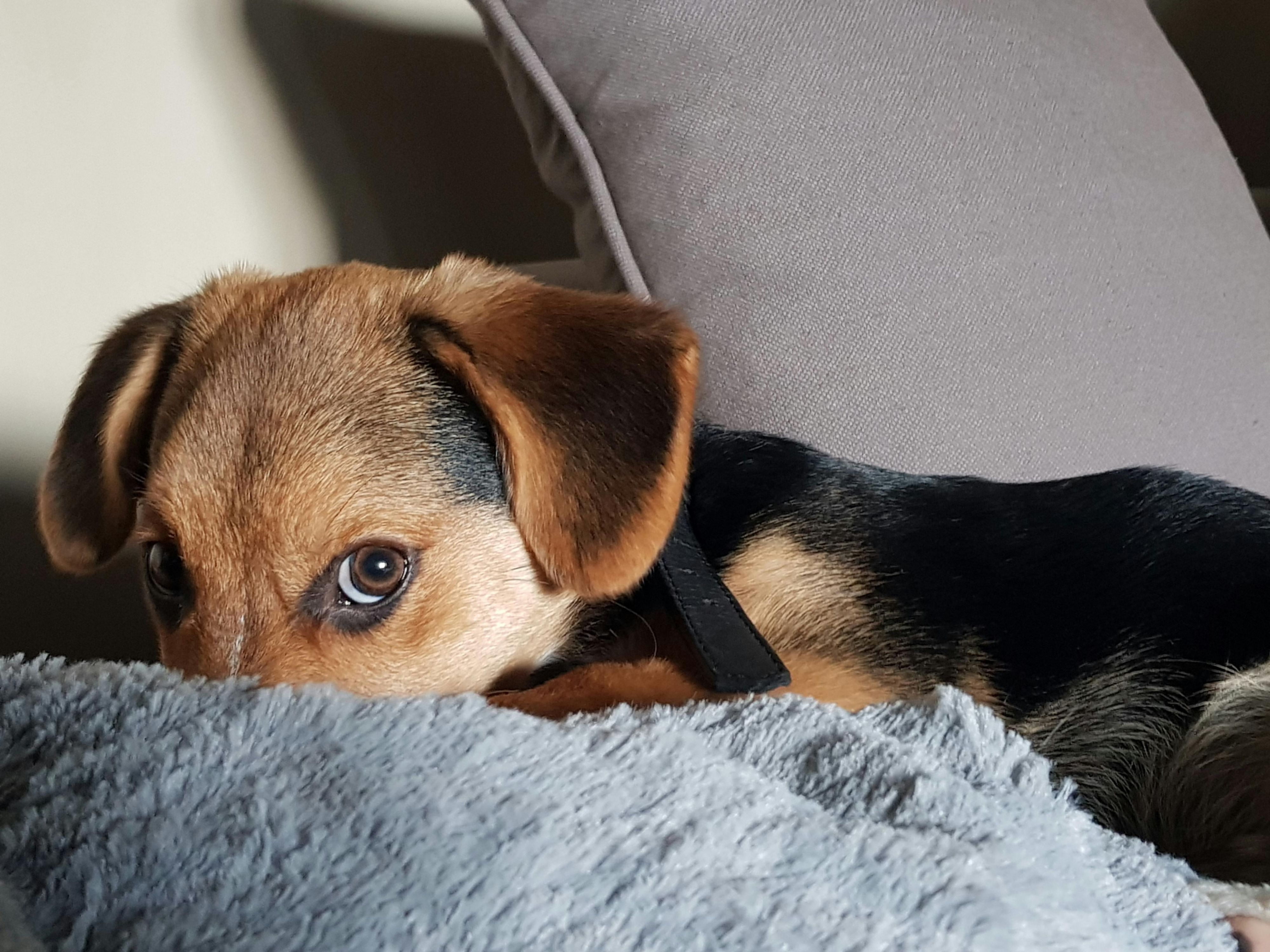 Bring your furry friends along for a tail-wagging good time in Rochester! We welcome your four-legged family members with open arms, ensuring a comfortable stay for people and pets. Make your trip to Rochester even more special with your pet by your side. 