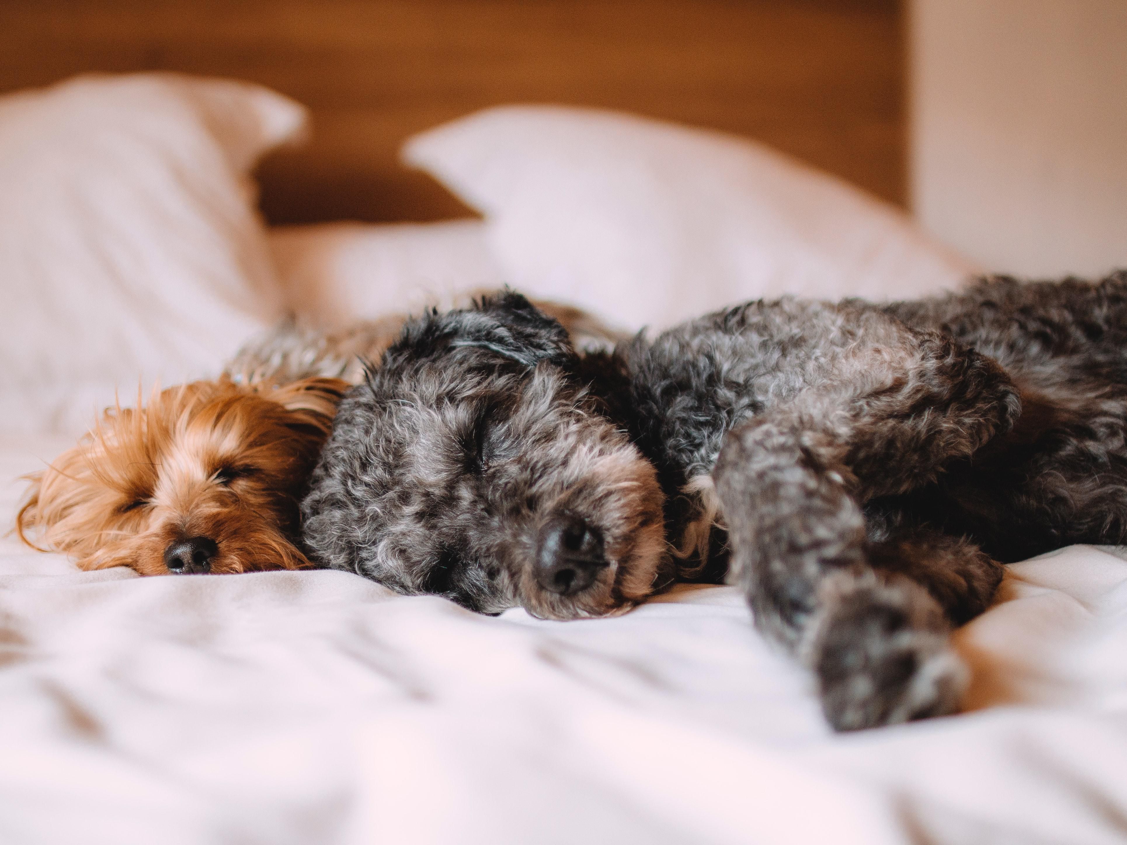 Max. 2 dogs per room, up to 80 lbs each; $75 USD 1st dog, and $75 USD additional pet per stay, Non Refundable Fee. Service animals are welcome. Pets must be on their leash while in the hotel and around the city.