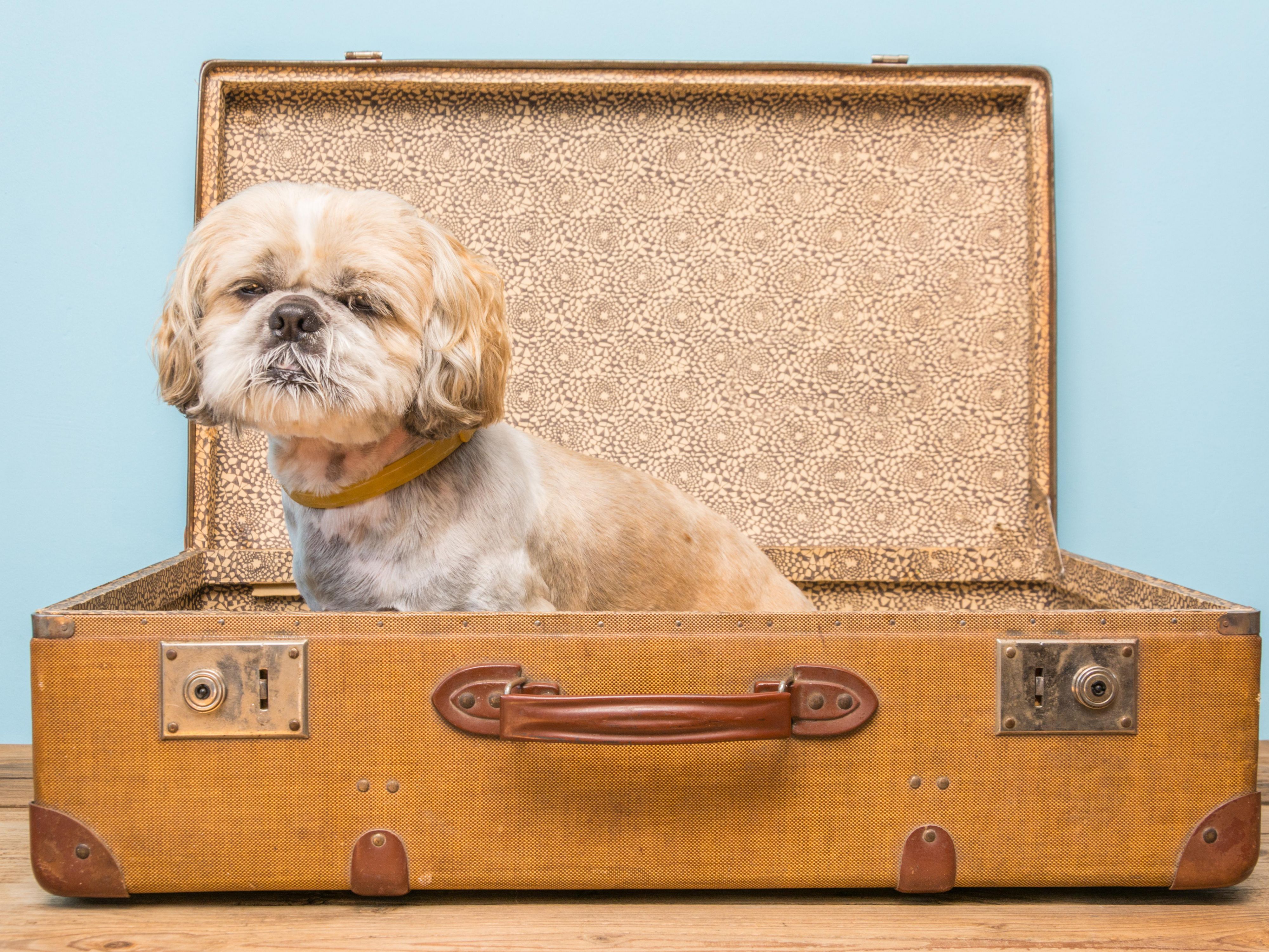 We are a pet-friendly hotel, and we love to party, so why not celebrate National Love Your Pet Day everyday! Bring in your furry friend and get a special treat from Hotel Indigo Silverthorne.