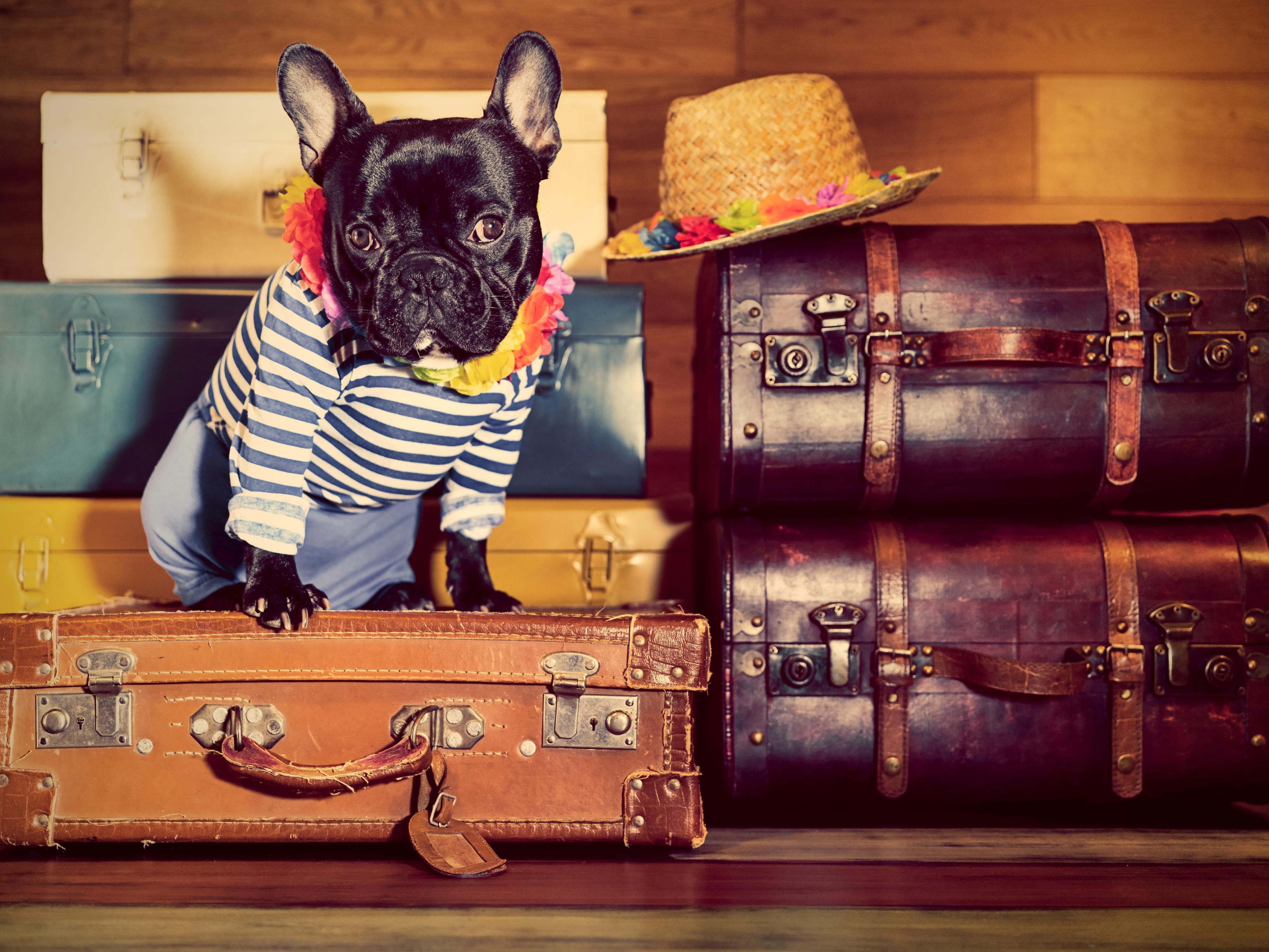 Whether leisure time or business, it's always better to travel with your furry family. Our pet-friendly hotel in Spring, Texas, offers spacious rooms and suites surrounded by lakeside trails, parks, and scenic green space for walks and fresh air. We invite you to feel at home at our vibrant lifestyle hotel.