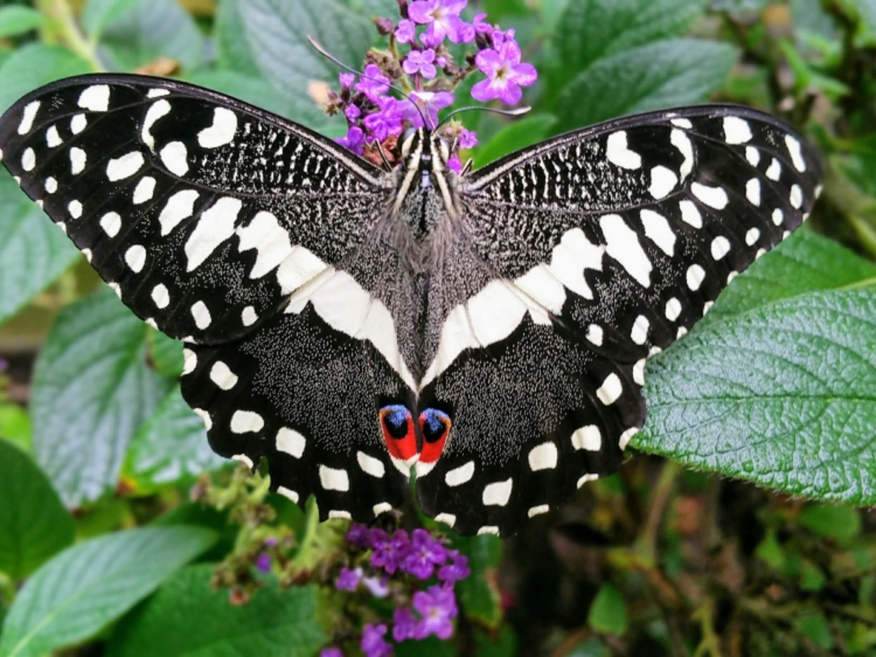 The UKs largest tropical Butterfly paradise located in the heart of Stratford upon Avon a 10 minute walk from Hotel Indigo. Open every day of the year apart from Christmas Day. 