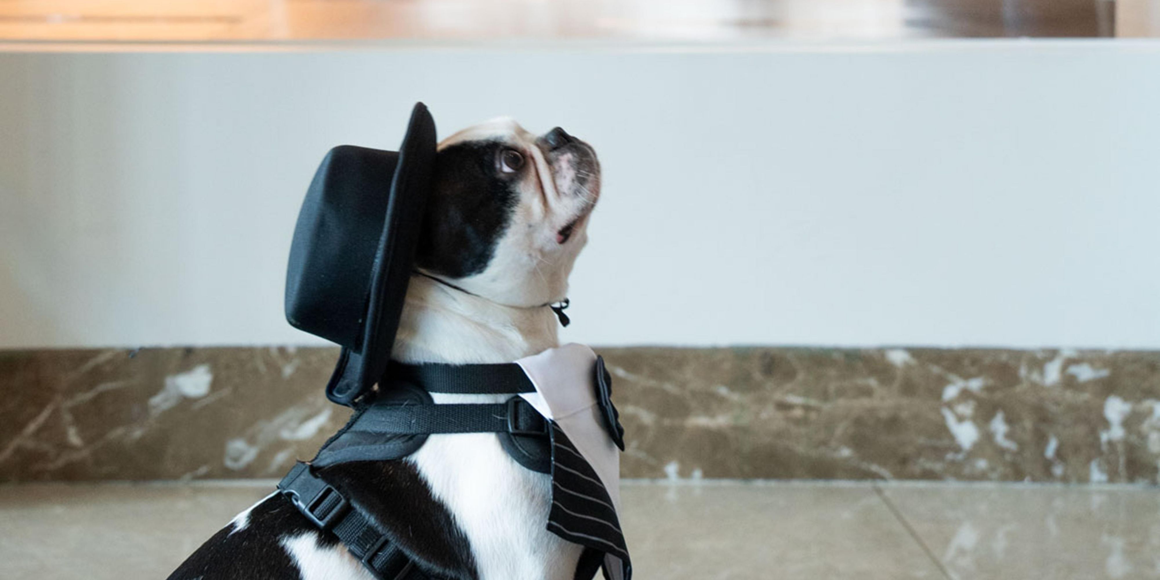 Our four-legged guests enjoy special welcome treats, cozy comforts, and plenty of harbor-side strolls. Because every ‘Very Important Paw’ deserves a luxury stay. 