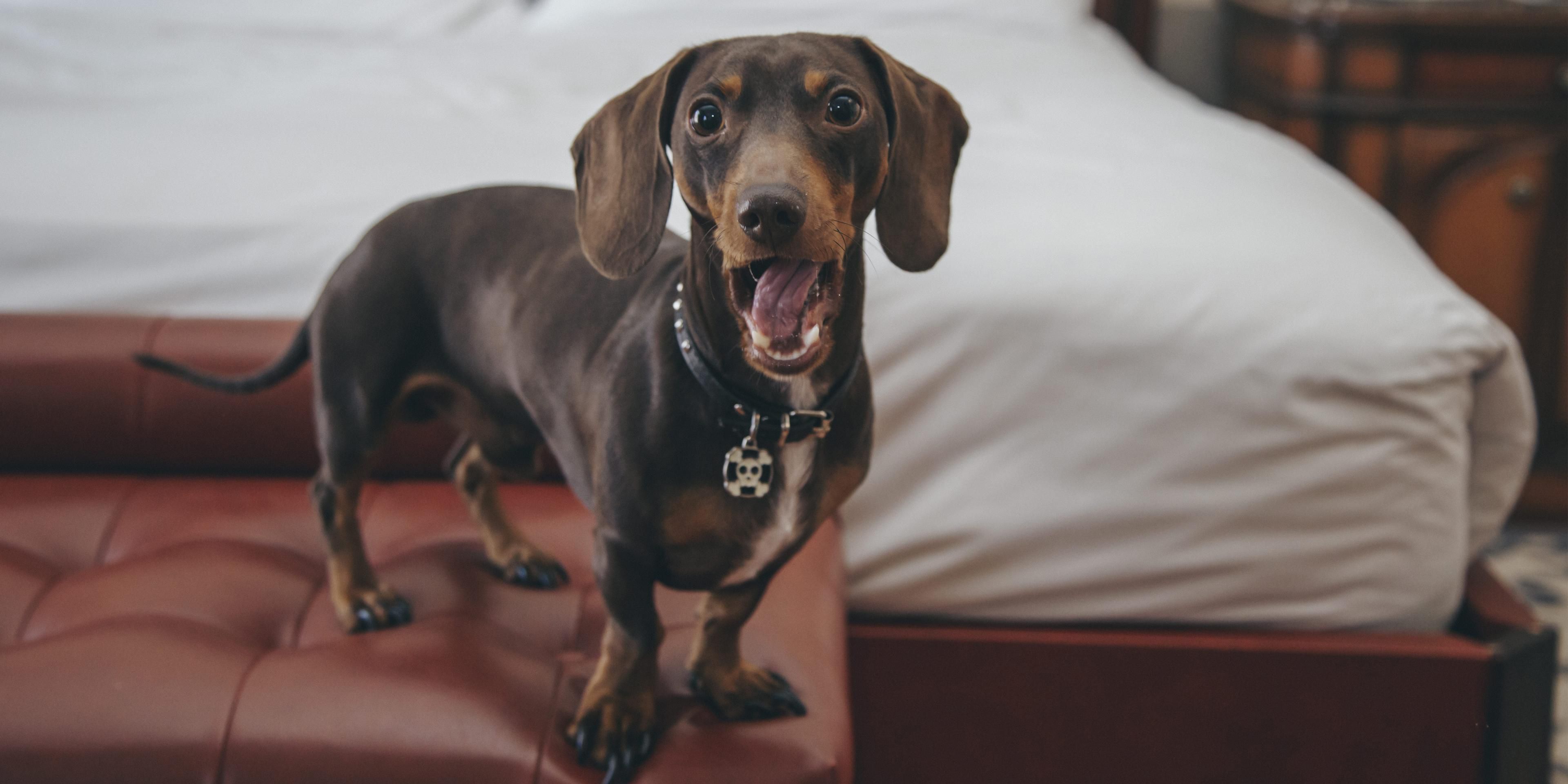 Discover our Pet Friendly Program with special Amenities for our four legged guests. Comfortable bed, Healthy Snack Kit, Teddy to play and exclusive dog park to enjoy the outdoors. Pet+Travel benefits are complimentary, check our getaways and add them free of charge.
