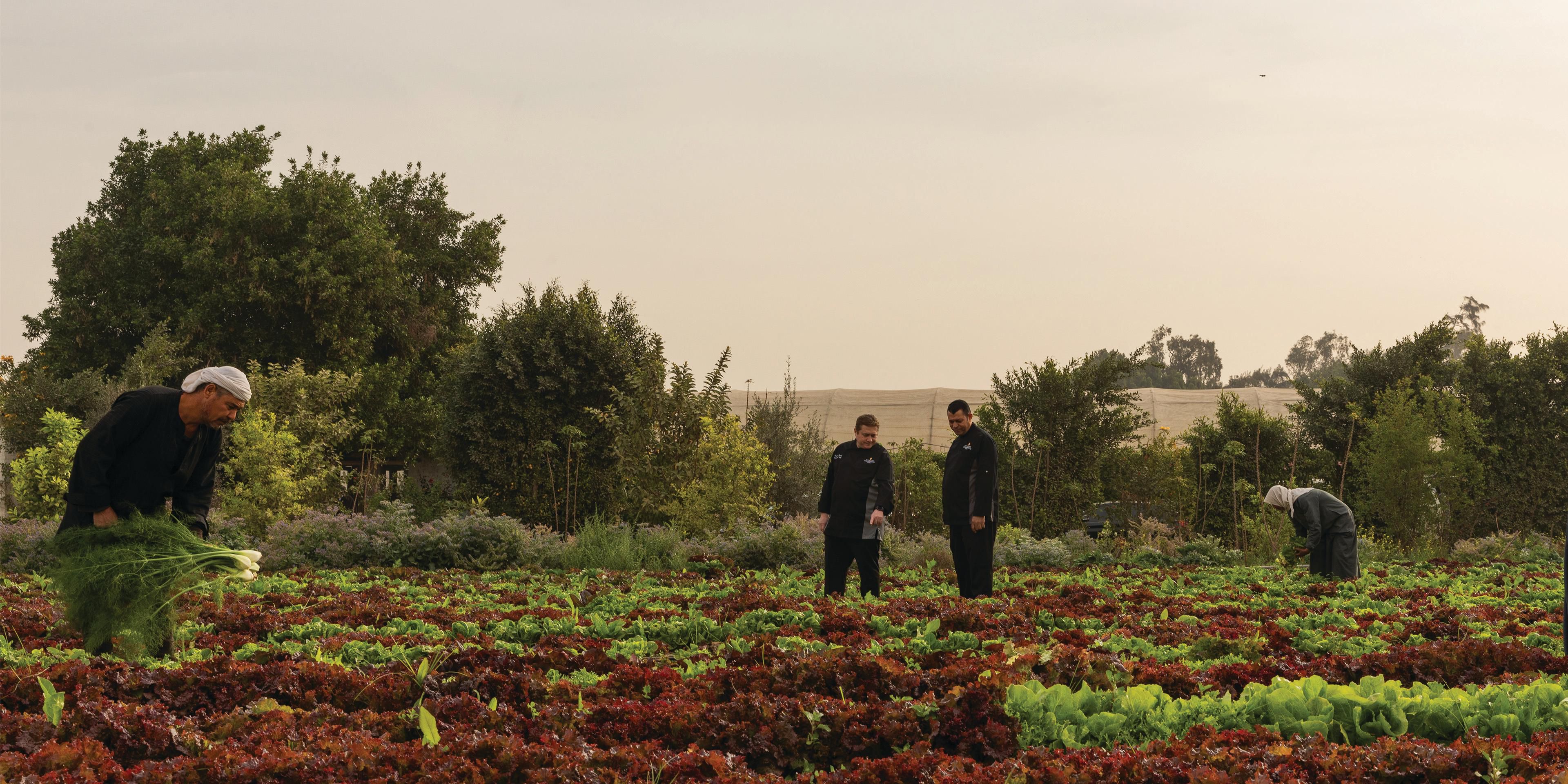 Pane Vino Restaurant proudly serves its valuable guests with Makar Farm’s hydroponically cultivated and organic certified vegetables and herbs.
Experience the newly added fresh items crafted by our talented chefs to satisfy your taste buds.