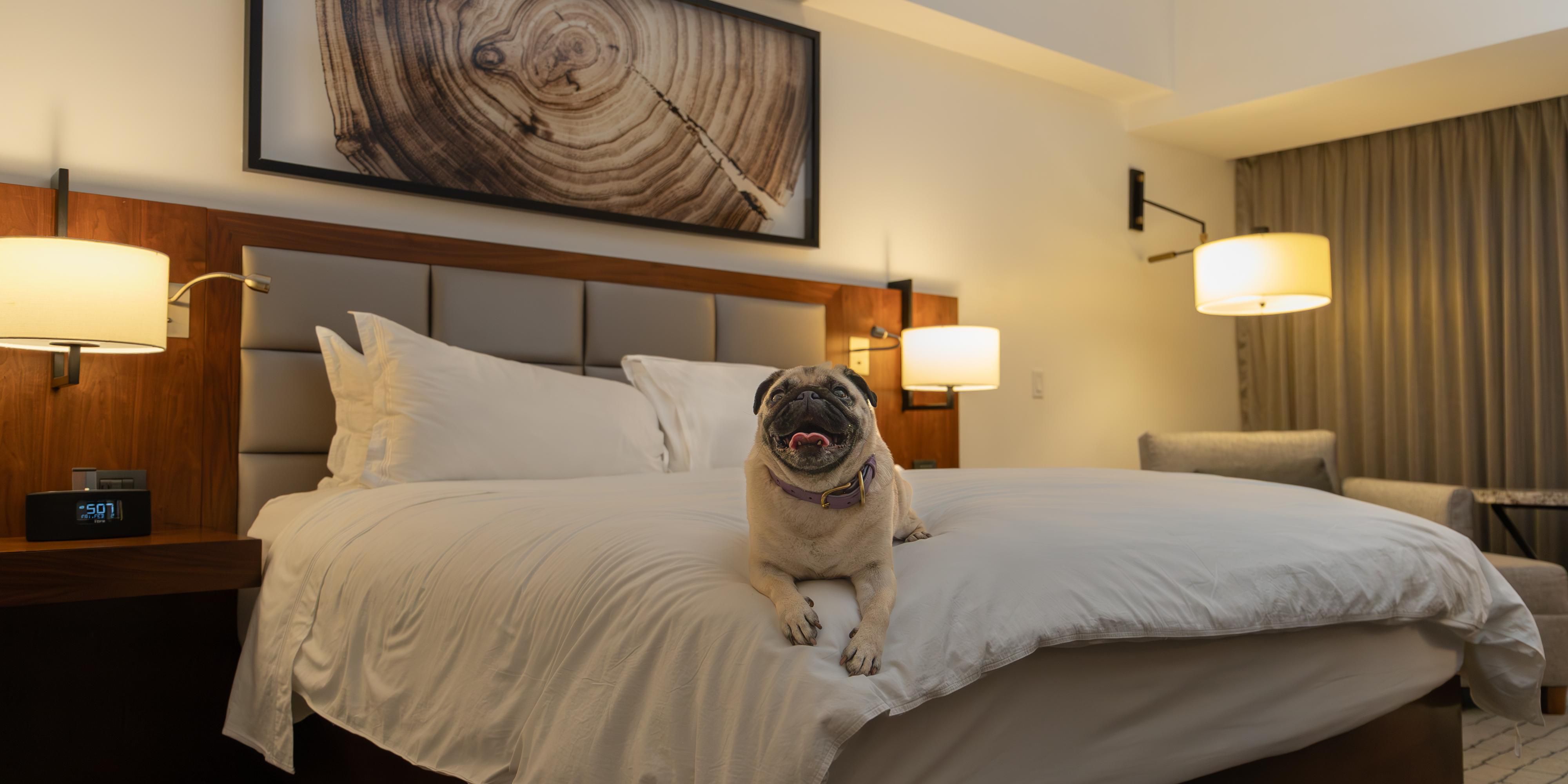 "Welcome to our pet-friendly hotel, where every tail wags with delight! Enjoy a comfortable stay with your furry companion by your side. We provide spacious accommodations, and a warm welcome to both you and your four-legged friends. Book your stay now and experience the ultimate pet-friendly hospitality!