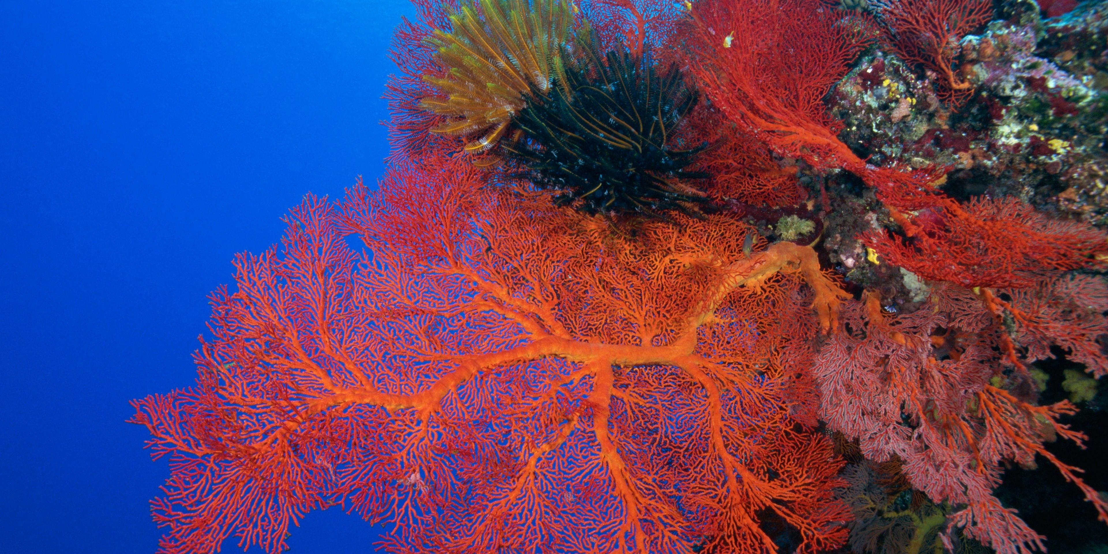 Discover why Lifou is a truly magical place as you snorkel over thriving coral reefs teeming with colorful fish, green turtles and blue clams, dig your toes into the powdery white sand of a string of beautiful beaches, and explore dramatic fossilized coral formations all across the Loyalty Islands of New Caledonia.