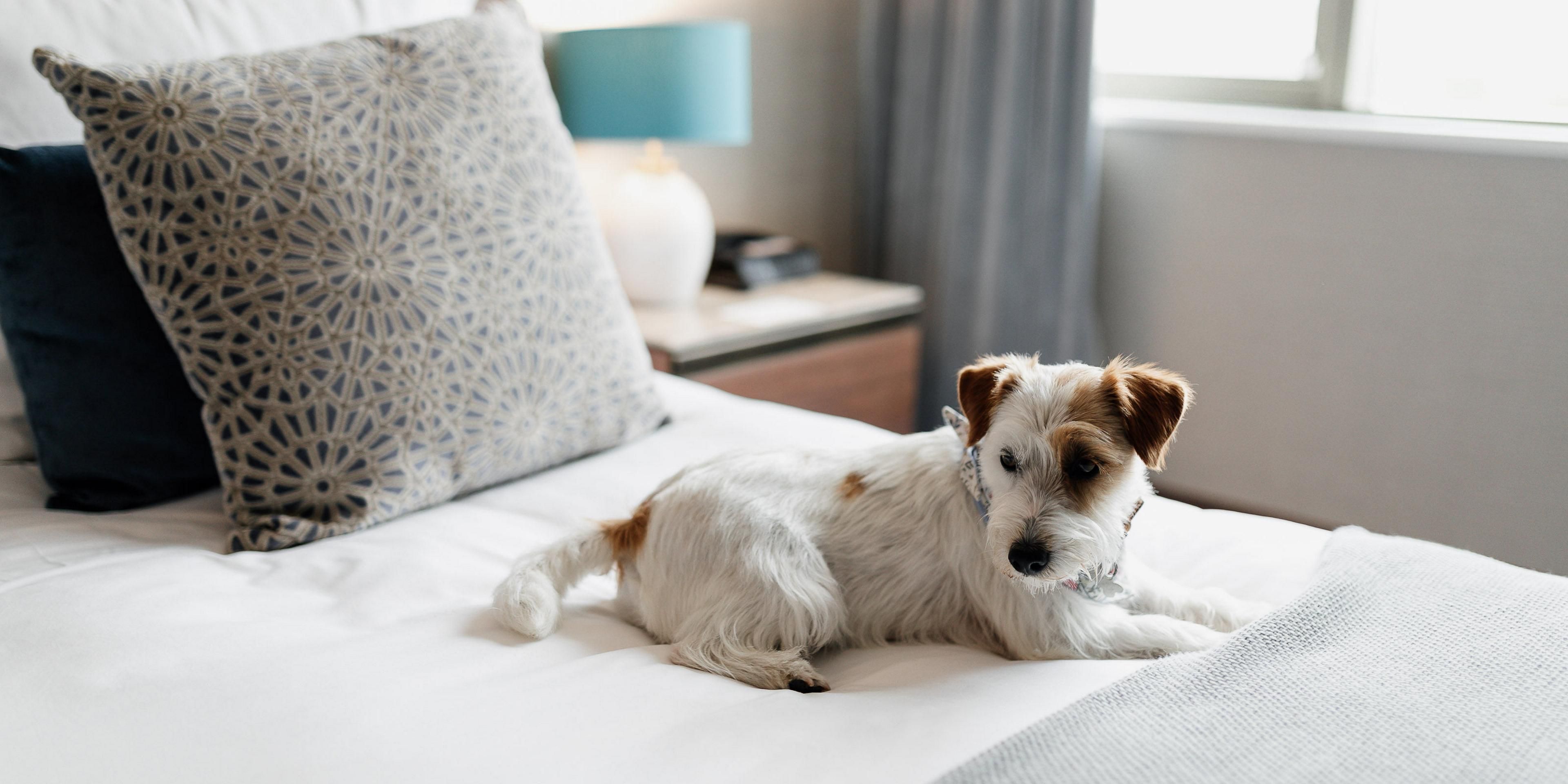 No need to worry about leaving your furry friend behind — at InterContinental Lisbon, pets are more than welcome to join you for a relaxing getaway in the heart of the city. Book our Pet Package and enjoy a special welcome for your four-legged companion upon arrival.