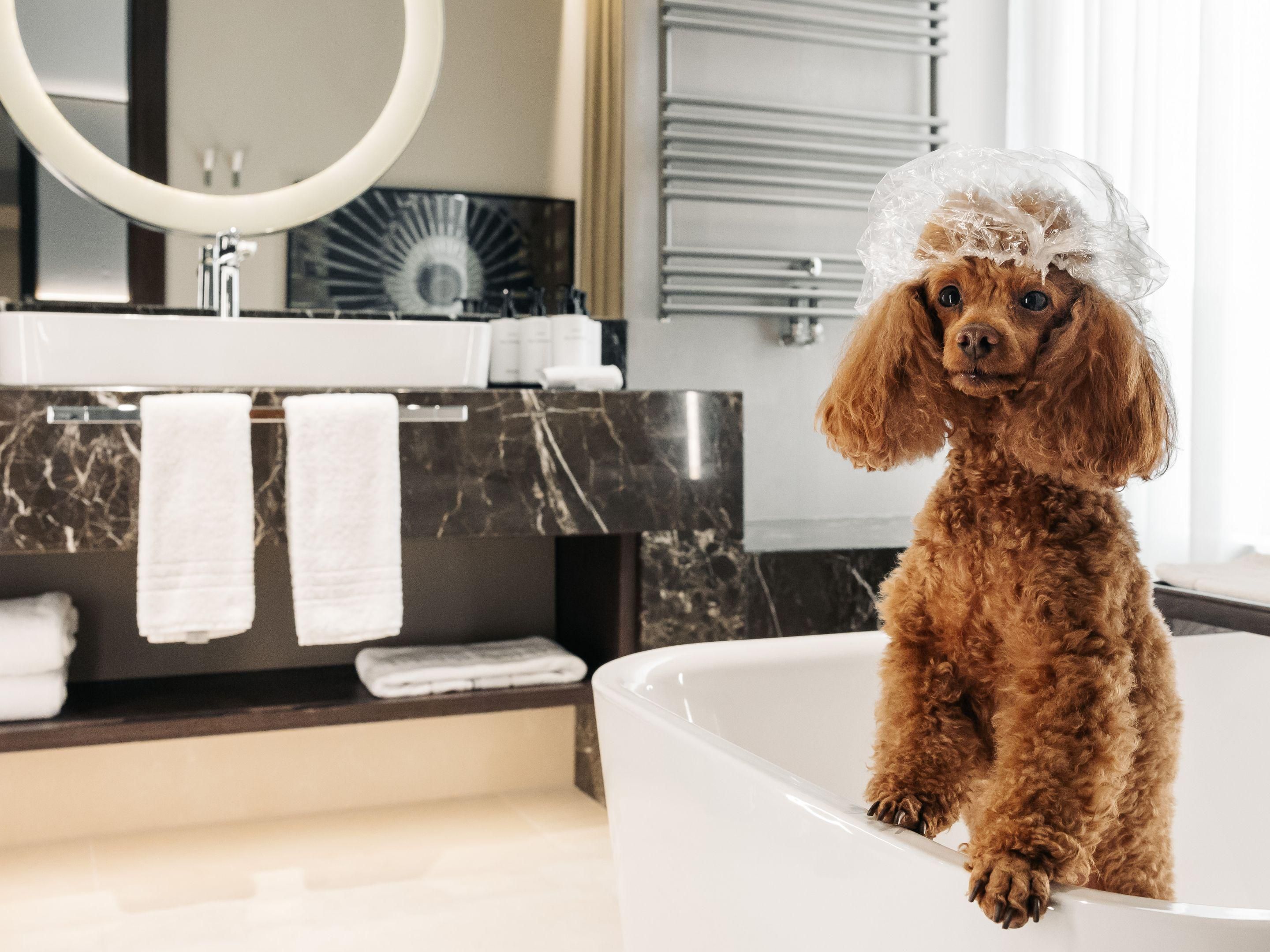 Paw-some Bisbee Stays: Pet-Friendly Hotels Unveiled