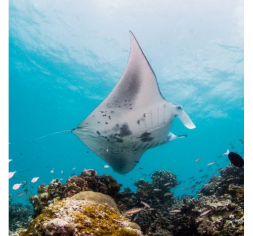 Manta Ray