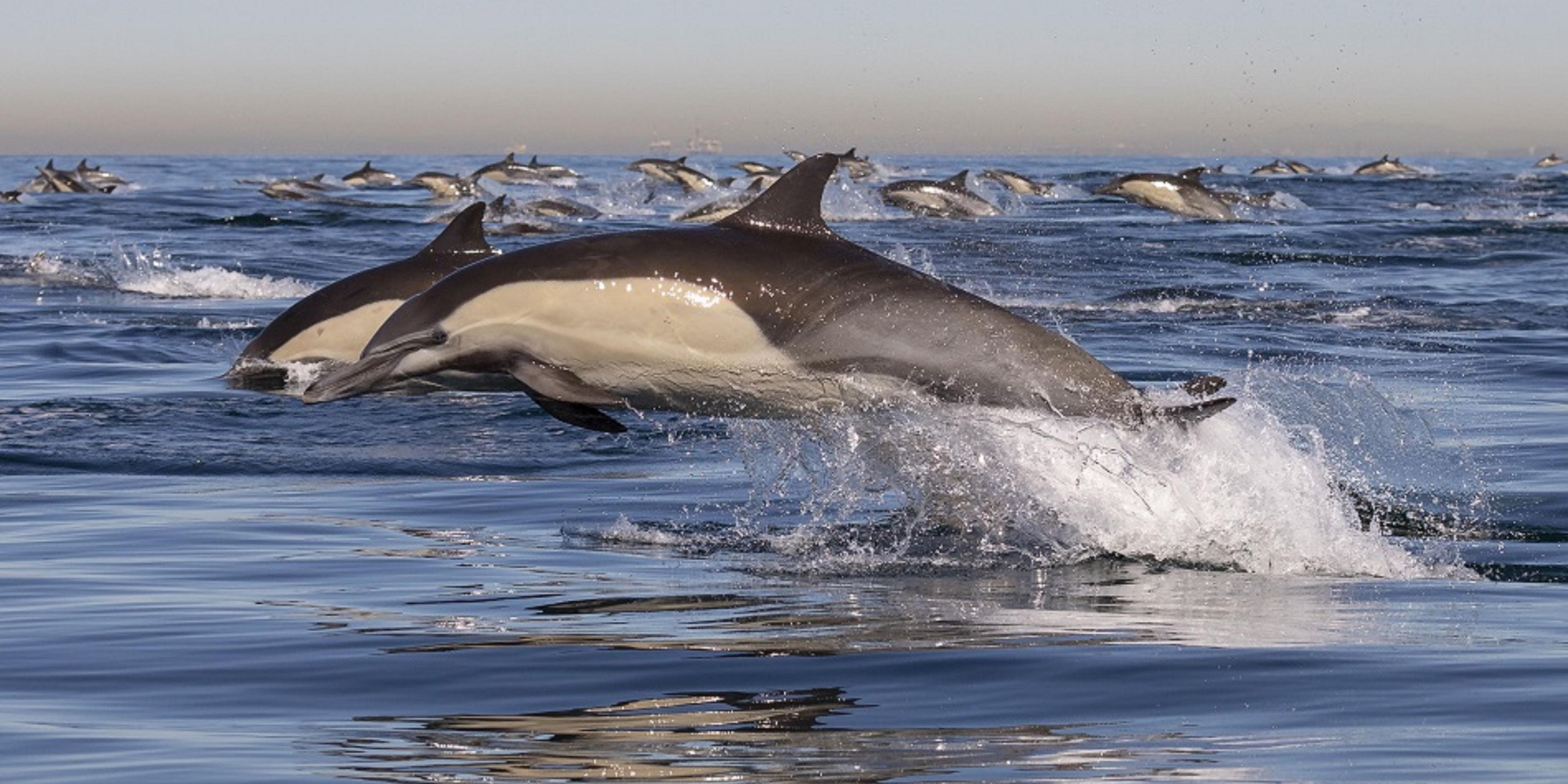 Be immersed one of the world’s most biodiverse marine sanctuaries where incredible marine life unfold just beyond your hotel window.