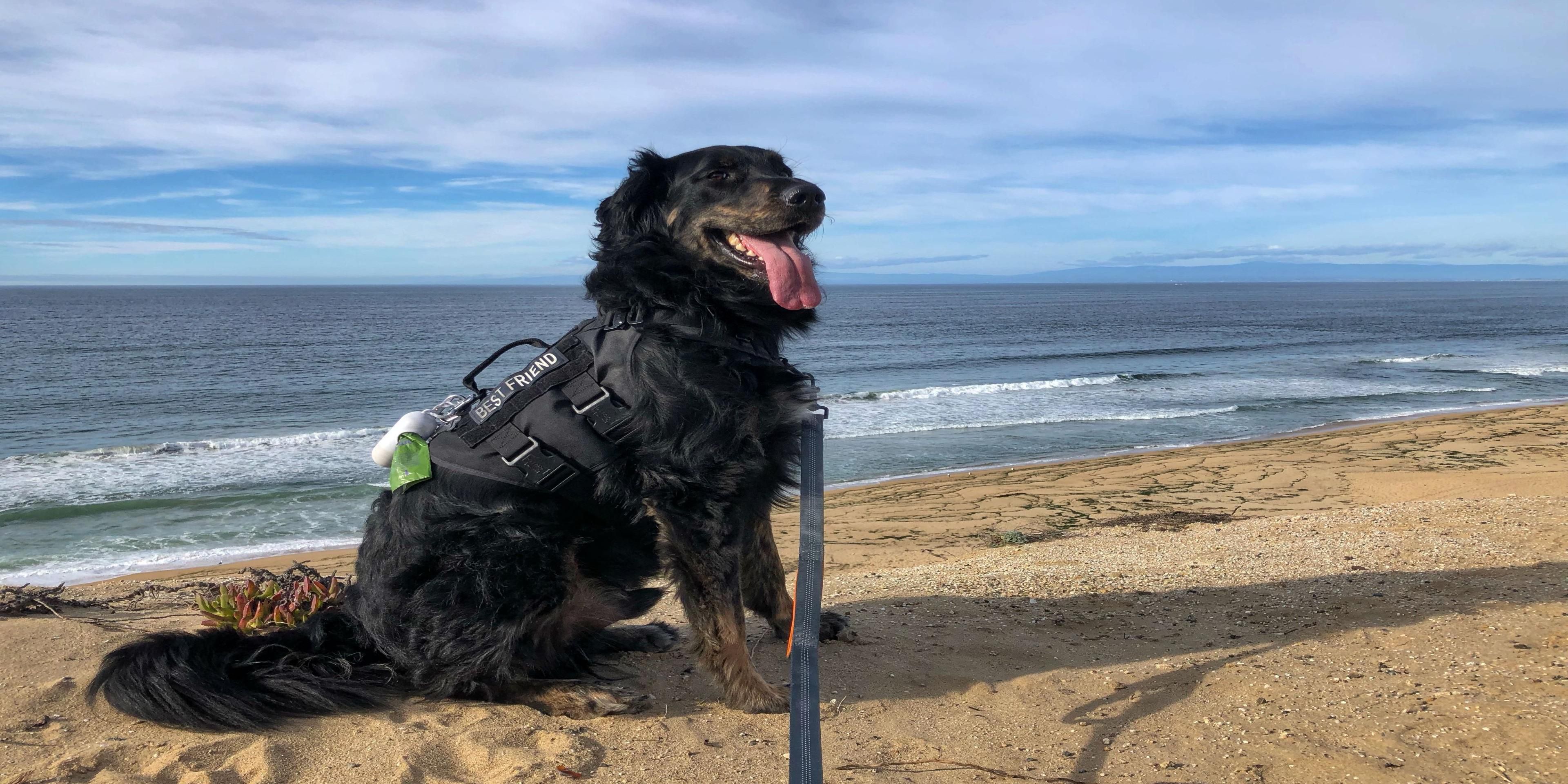 The Clement Monterey welcomes four‑legged guests in select patio rooms, an ideal oceanfront retreat for you and your pup. Situated on Cannery Row and adjacent to the Monterey Bay Coastal Recreation Trail, our pet-friendly Monterey hotel is perfectly located for scenic walks and morning beach outings. Food and water bowls are available upon request.