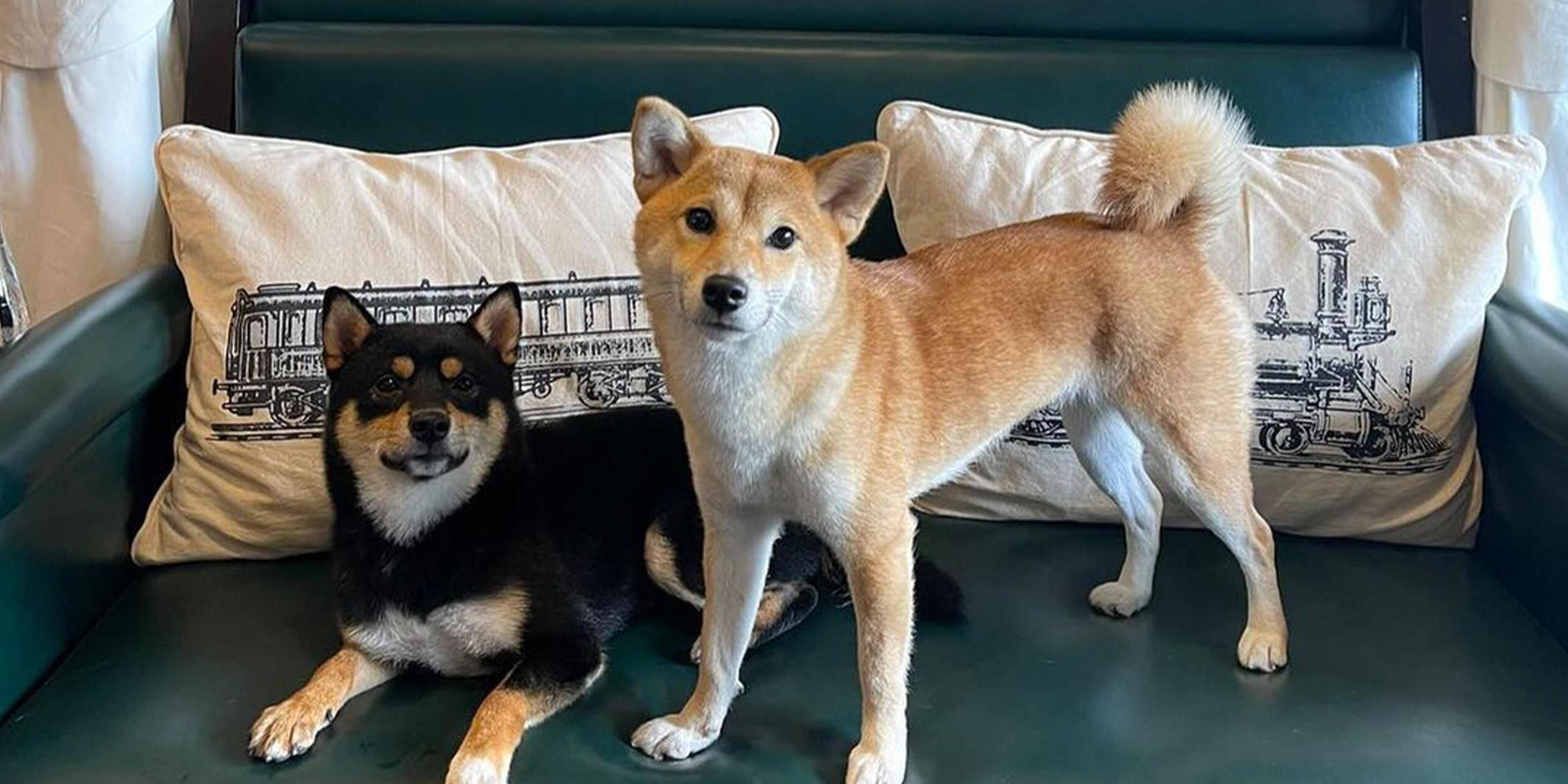 We are excited to welcome your four-legged furry
travel companions to the resort with our “Paws & Pillows Program”.