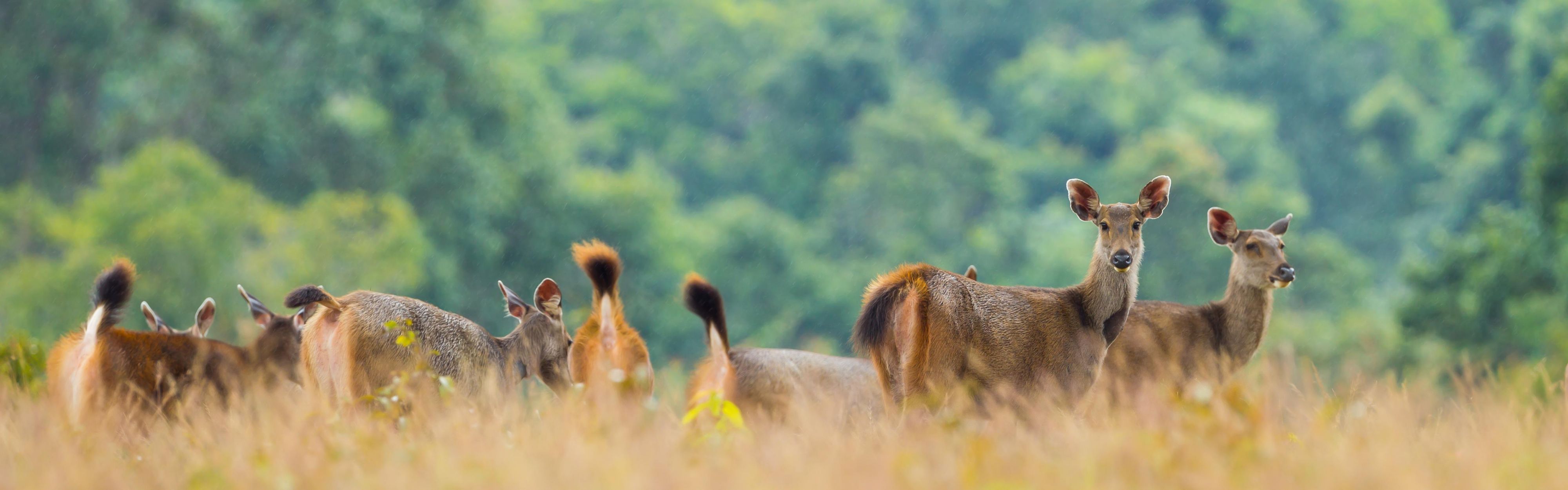 Khao Yai National Park, Nokorn Ratchasima, Thailand