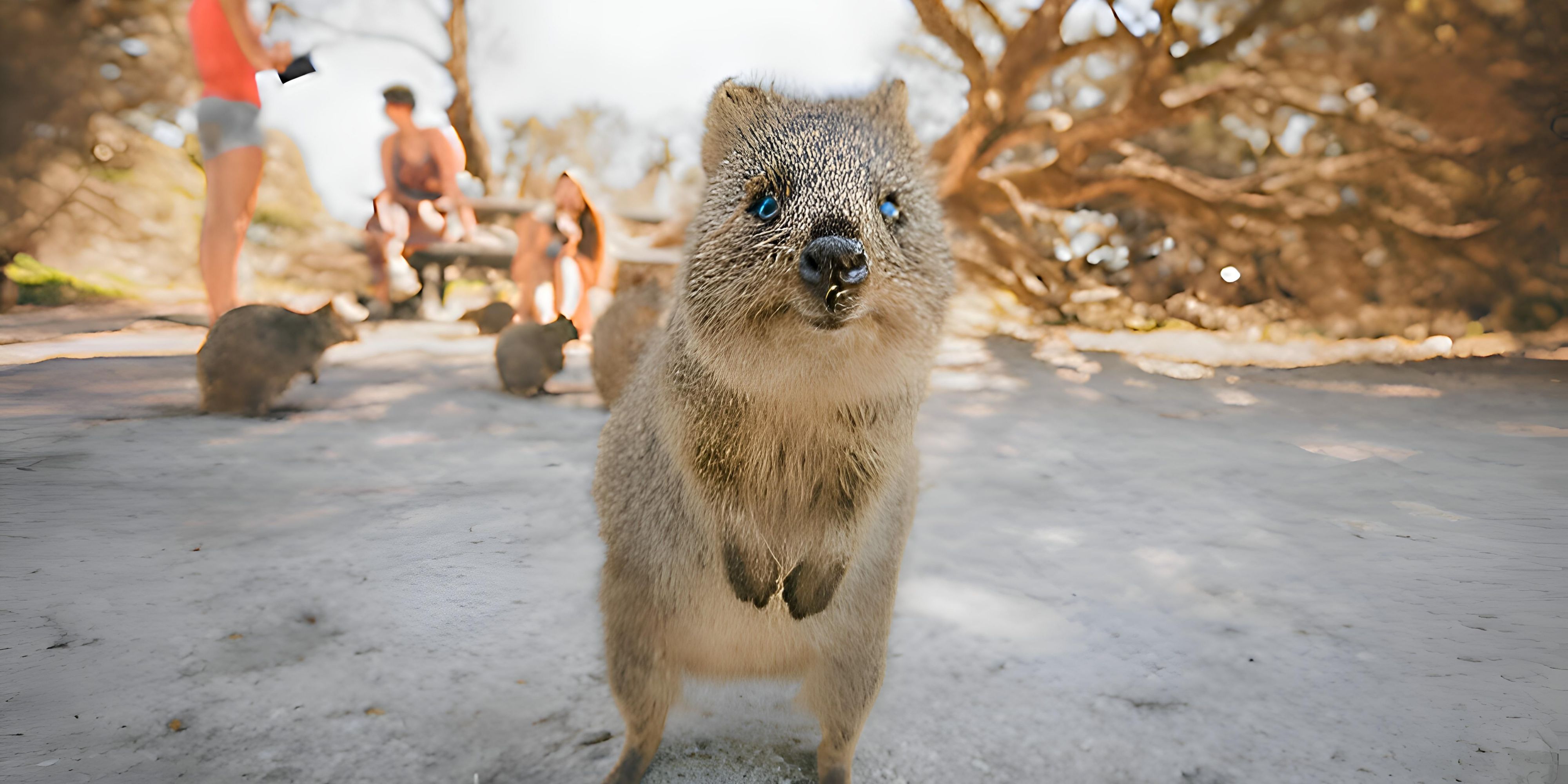 quokka on rottnest island