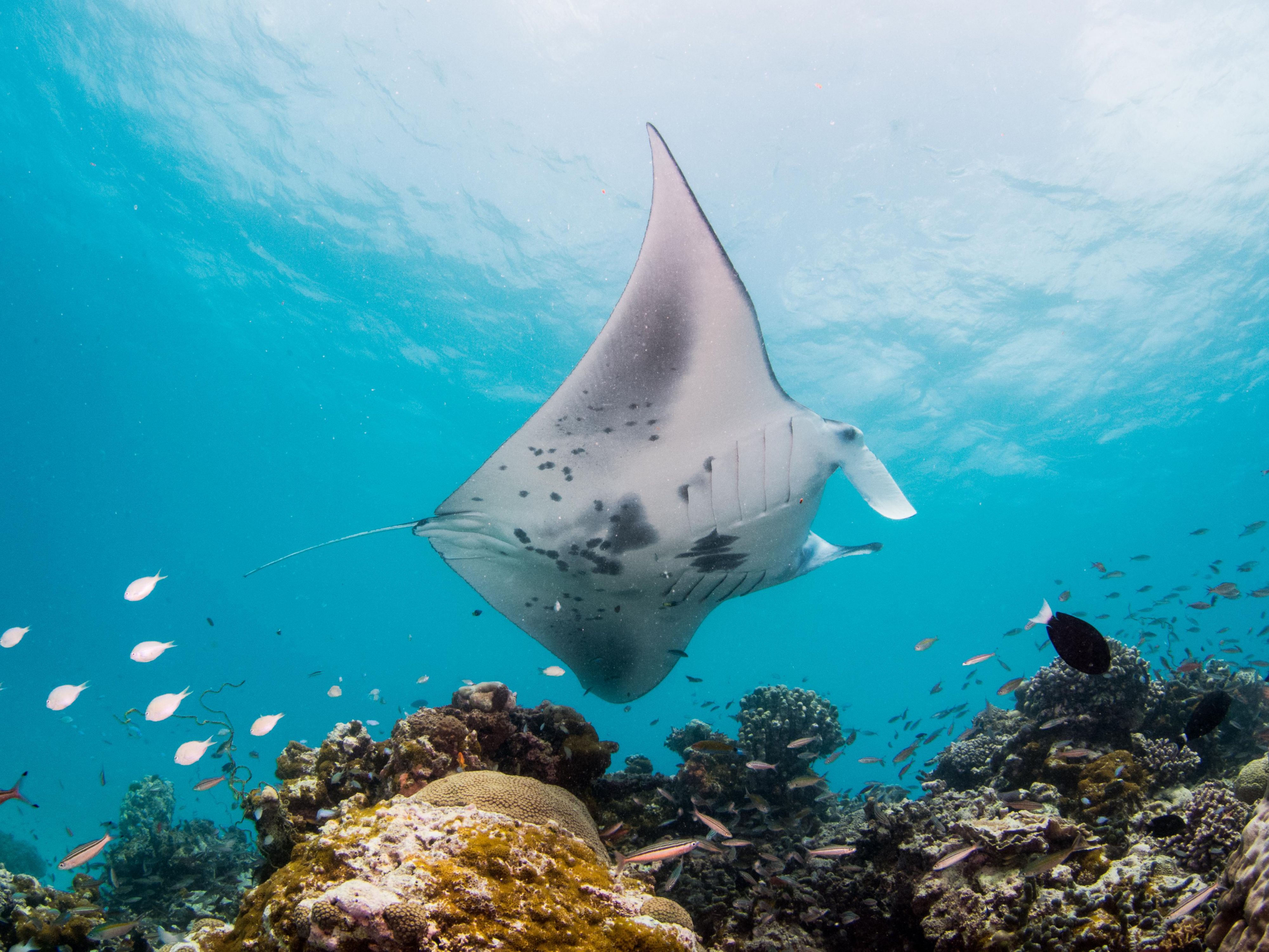 Manta Ray swimming over a coral reef