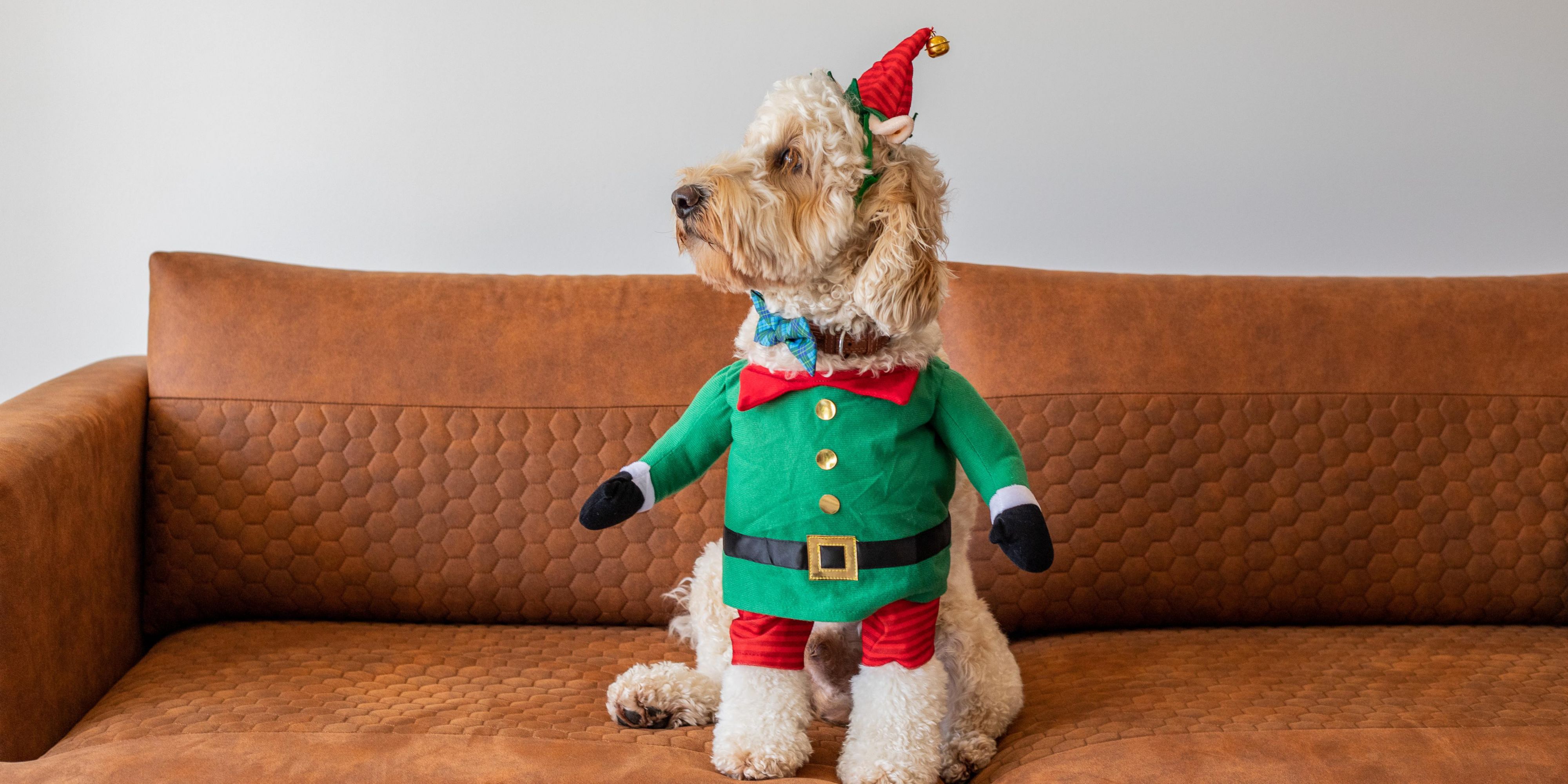 Discover a world of elegance at InterContinental San Pedro Sula—where every guest, including your cherished pet, is welcomed in style. Enjoy luxurious comfort, impeccable service, and the freedom to share unforgettable moments with your four-legged companion.