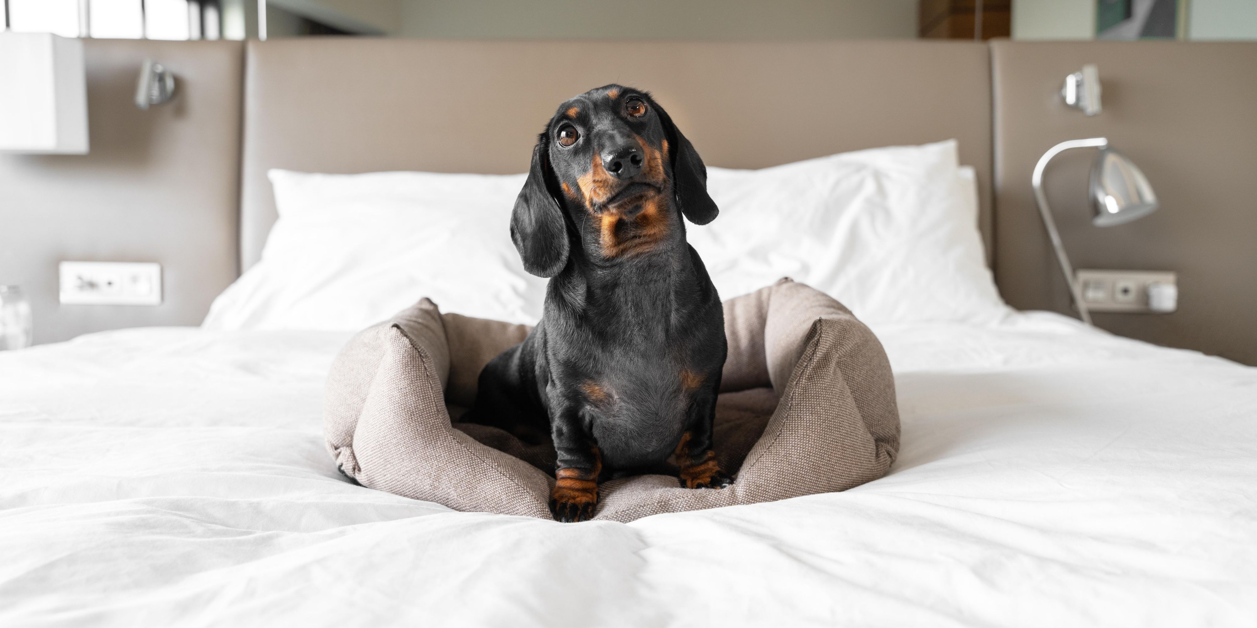 At InterContinental Sydney Double Bay, your pets are as welcome as you are. Enjoy a stay where four-legged companions experience the same comfort and care - surrounded by elegant spaces, scenic coastal walks, and thoughtful touches tailored to upscale pet-friendly living.