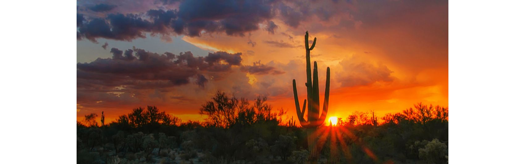 dramatic fire red sunset with sillouhette of cacti