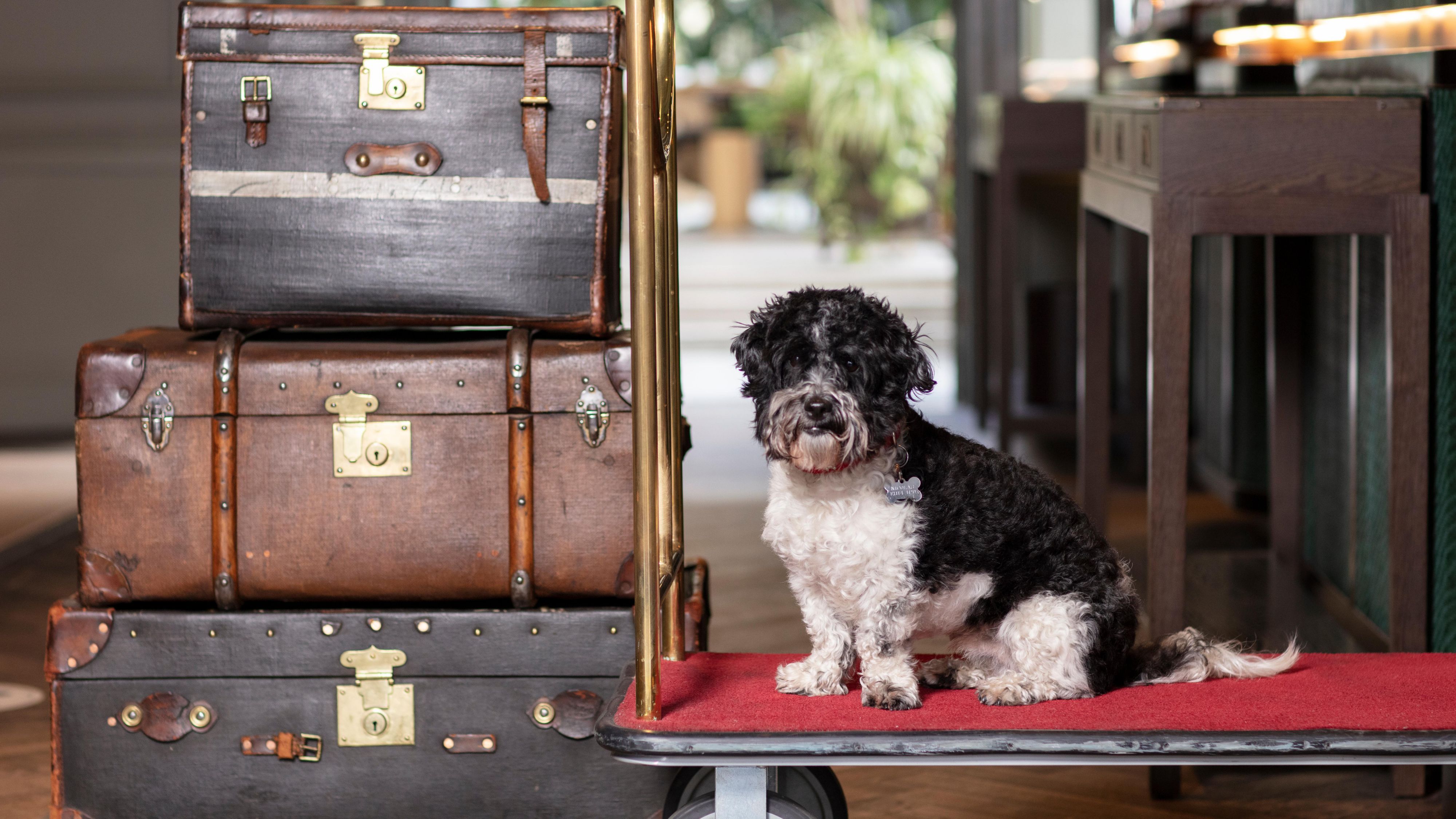 Dog sitting on a luggage cart