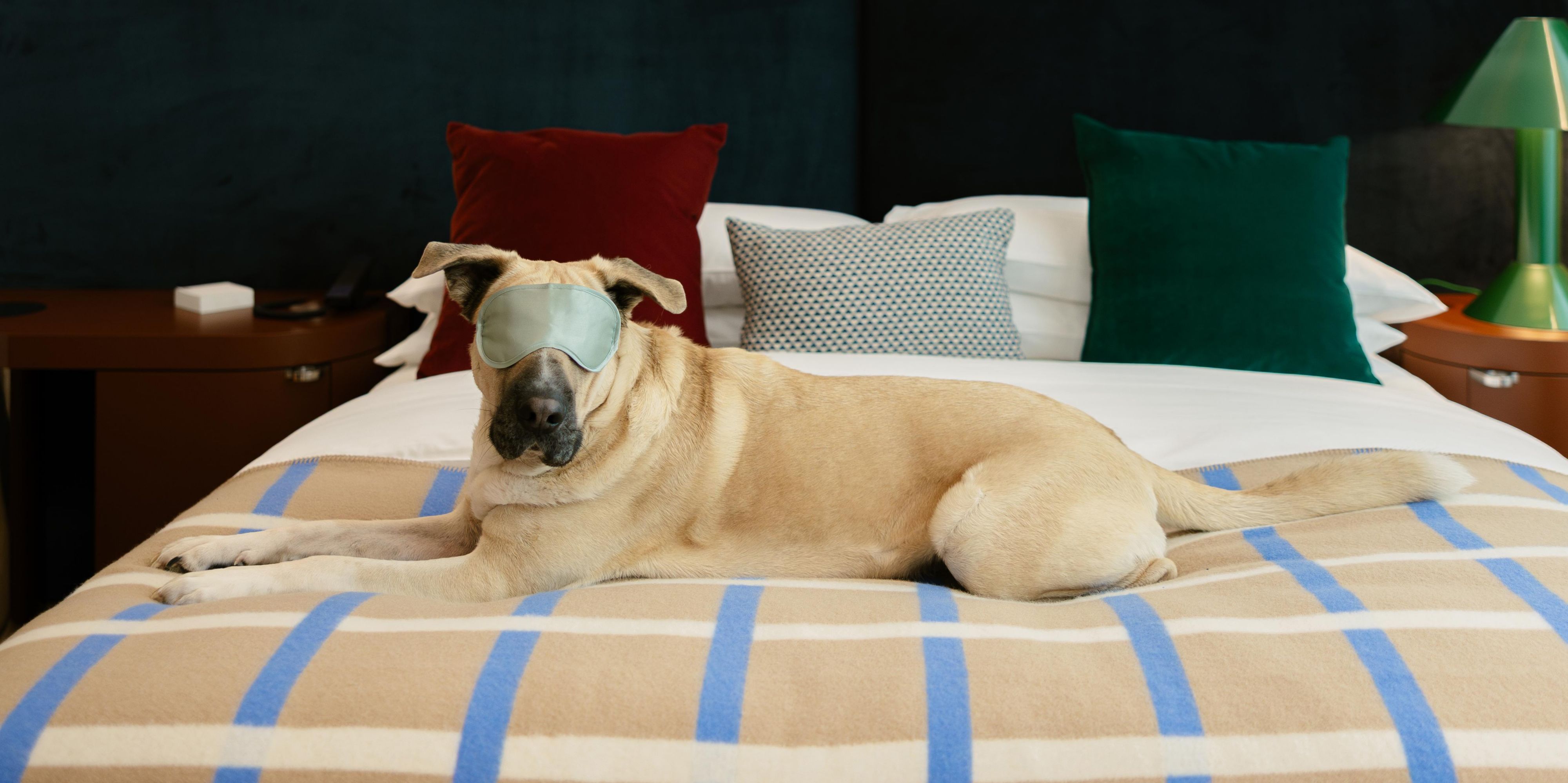 OK, we admit it. We have an animal attraction. Can you blame us? So bring along your furry, feathery or scaly family member — If your pet fits through the door, we’ll welcome them in. There’s more to our pet-friendly policy than just a no-fuss check-in and scratch behind the ear, though. We’ve got all the goodies you need to keep your pet pampered.