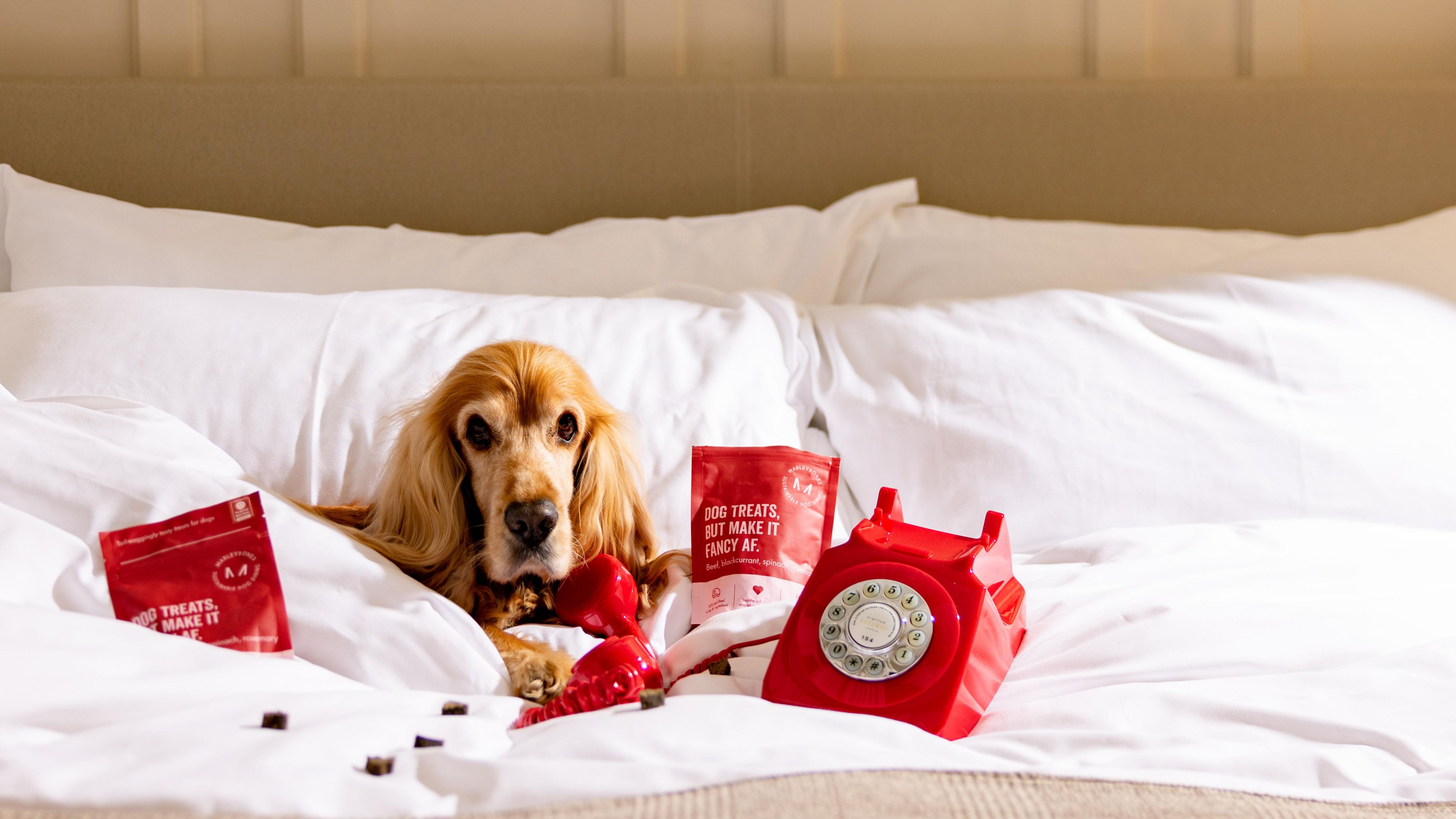 Dog sitting on guest room bed