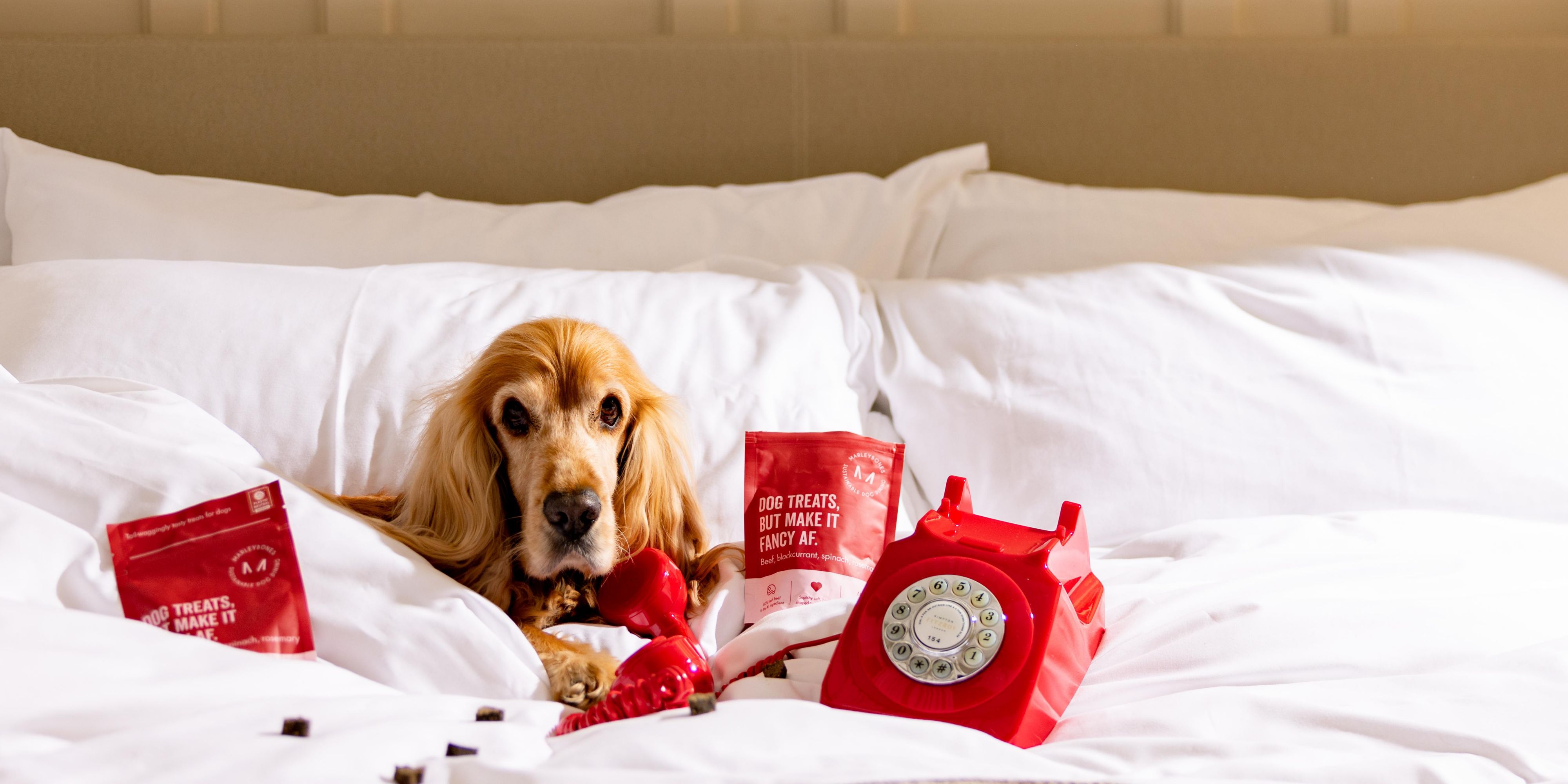 At Kimpton Fitzroy London, we welcome all pets with open arms. No matter their size, weight, or breed, if your pet fits through the door, they are welcome here at no extra charge.