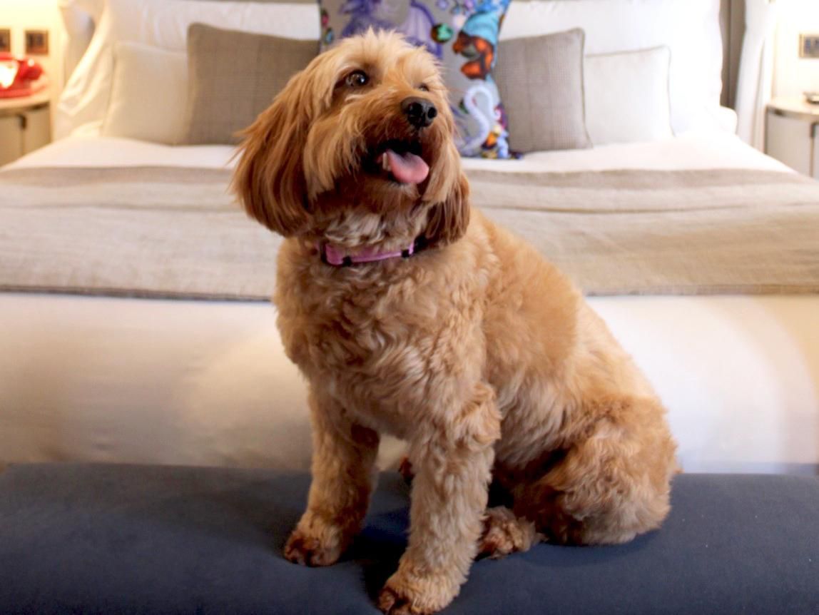 Puppy dog sitting on a Kimpton bed