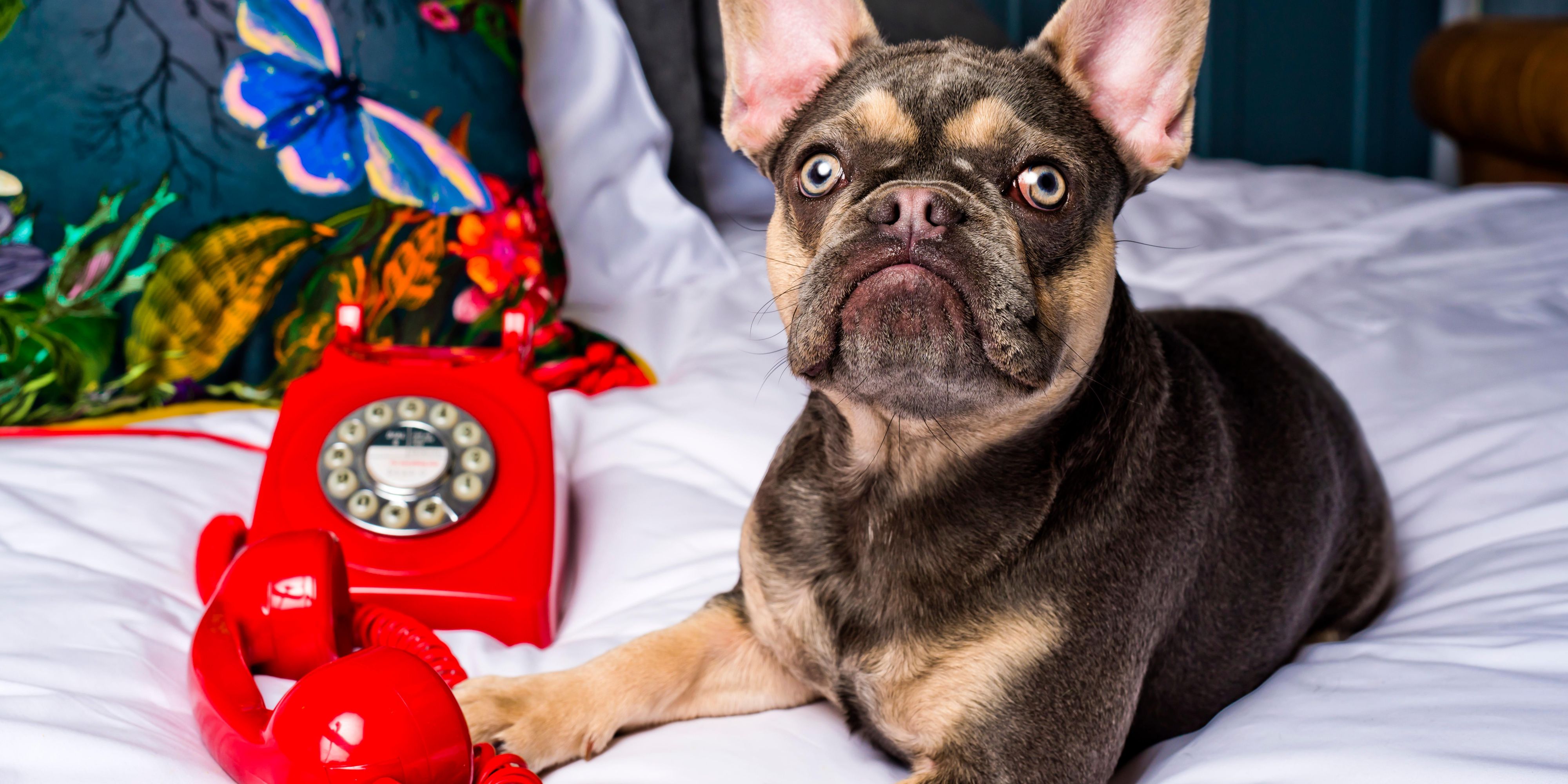 Book our PAWfect stay package and enjoy an overnight stay with breakfast, plus plenty of creature comforts to keep your four-legged friend happy throughout their stay. You'll also receive a special guide to our pick of the best pet-friendly places to visit in Manchester... Oh, and a treat or two for the humans, of course!