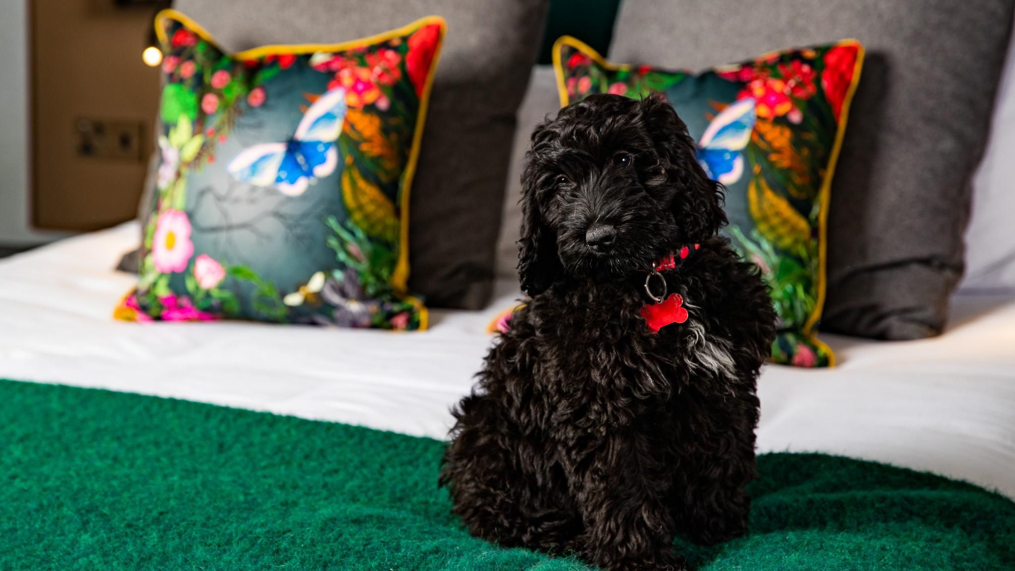 Dog sitting on guest room bed