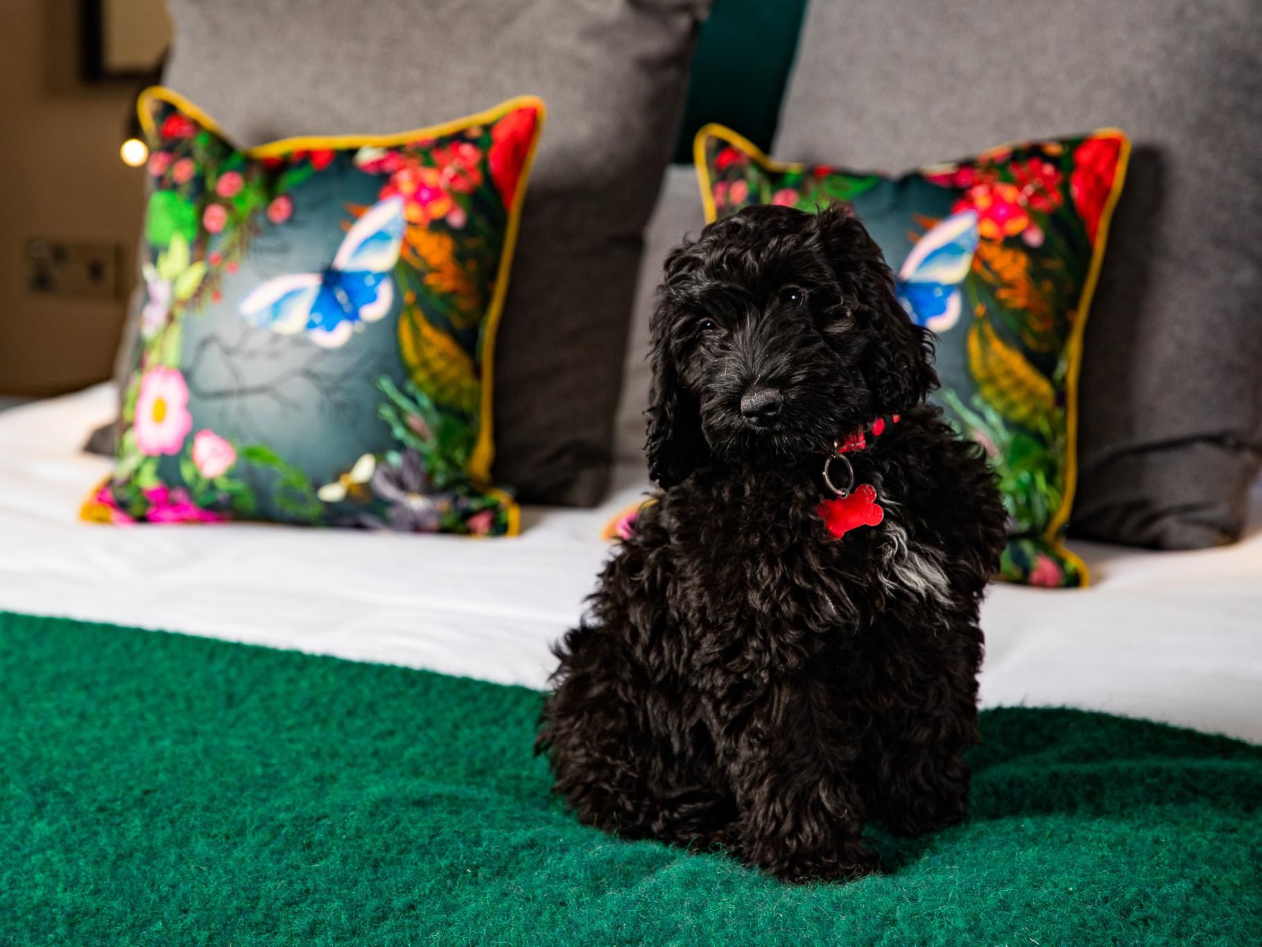 Furry pet on hotel guestroom bed