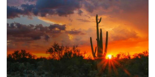 dramatic sunset with sillouhettes of cacti in the desert