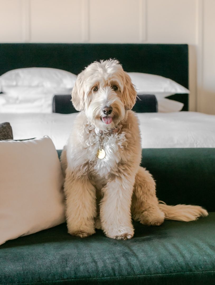 可爱的白色小狗站在绿色天鹅绒沙发上