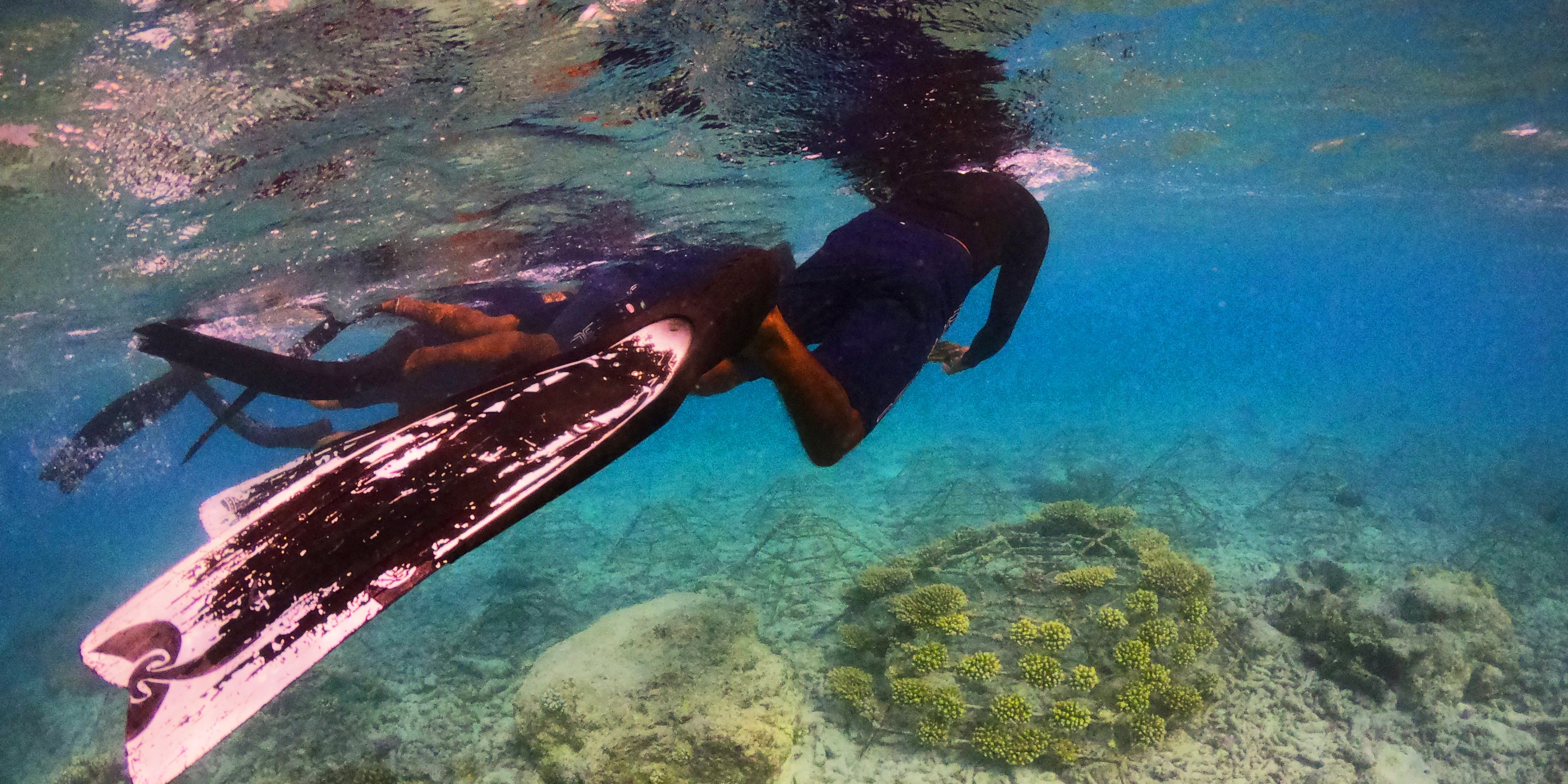 Scuba diving with coral