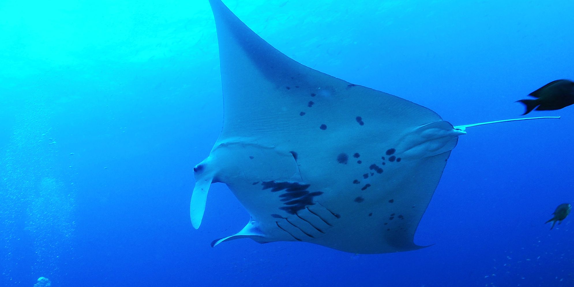 Manta Ray