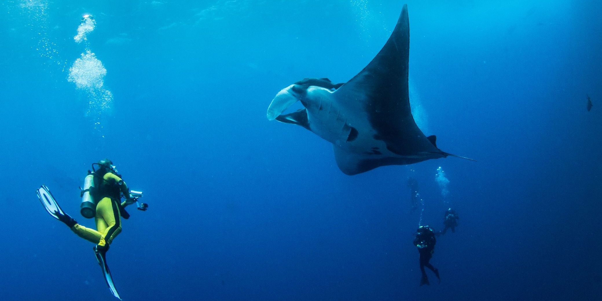 Scuba diving with stingray