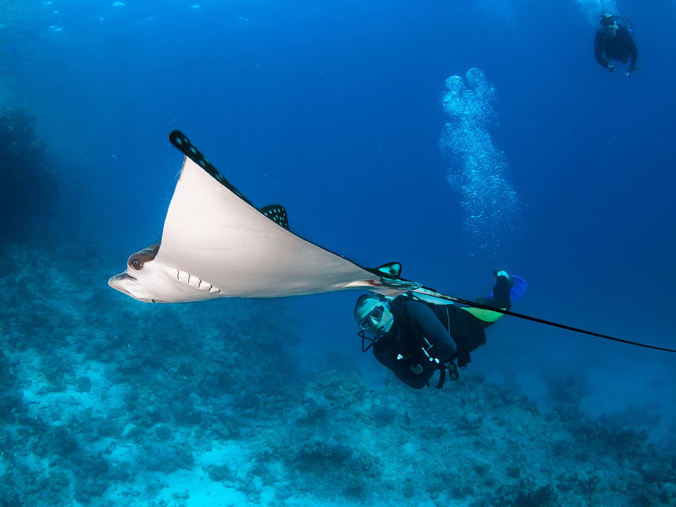  Man diving with stingray