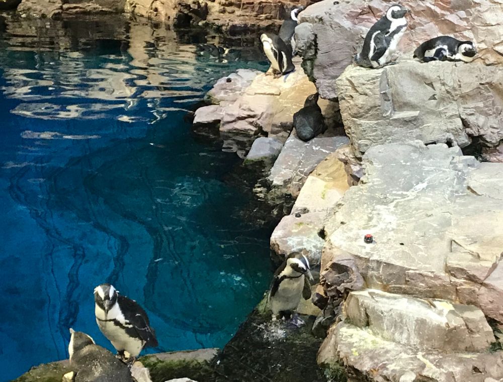 New England Aquarium