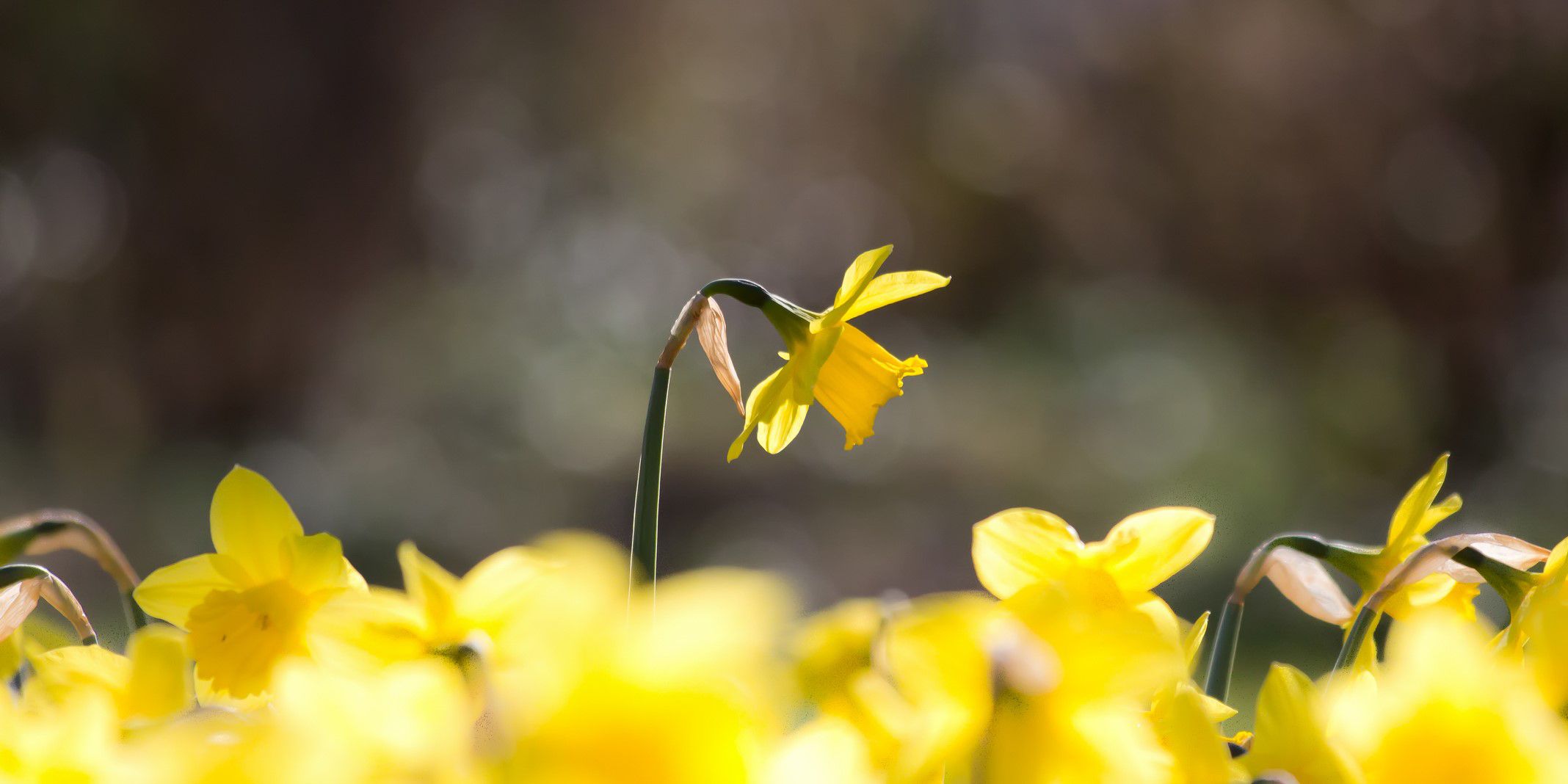 Oxford Botanic Gardens
