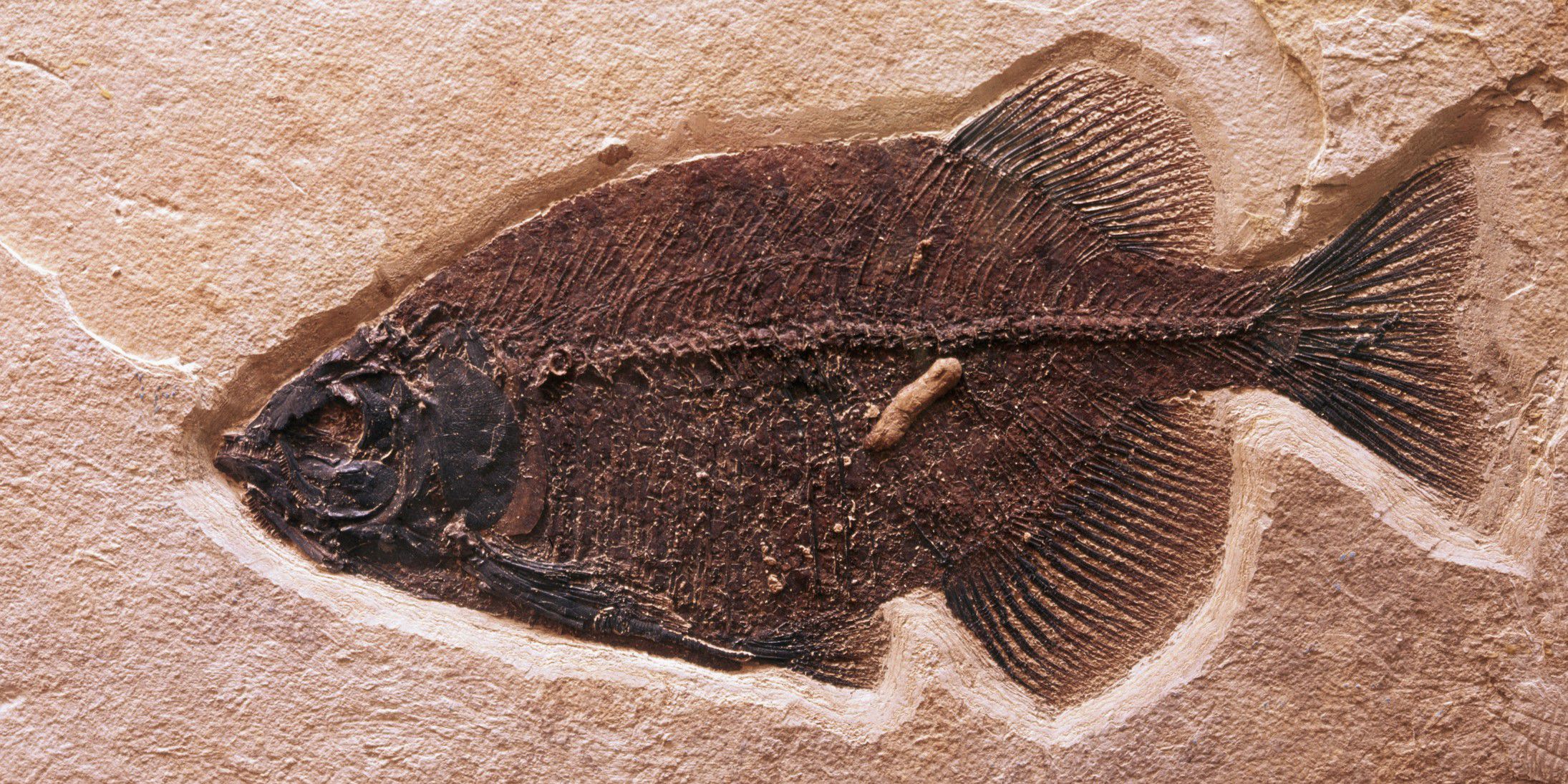 Fish Fossil
