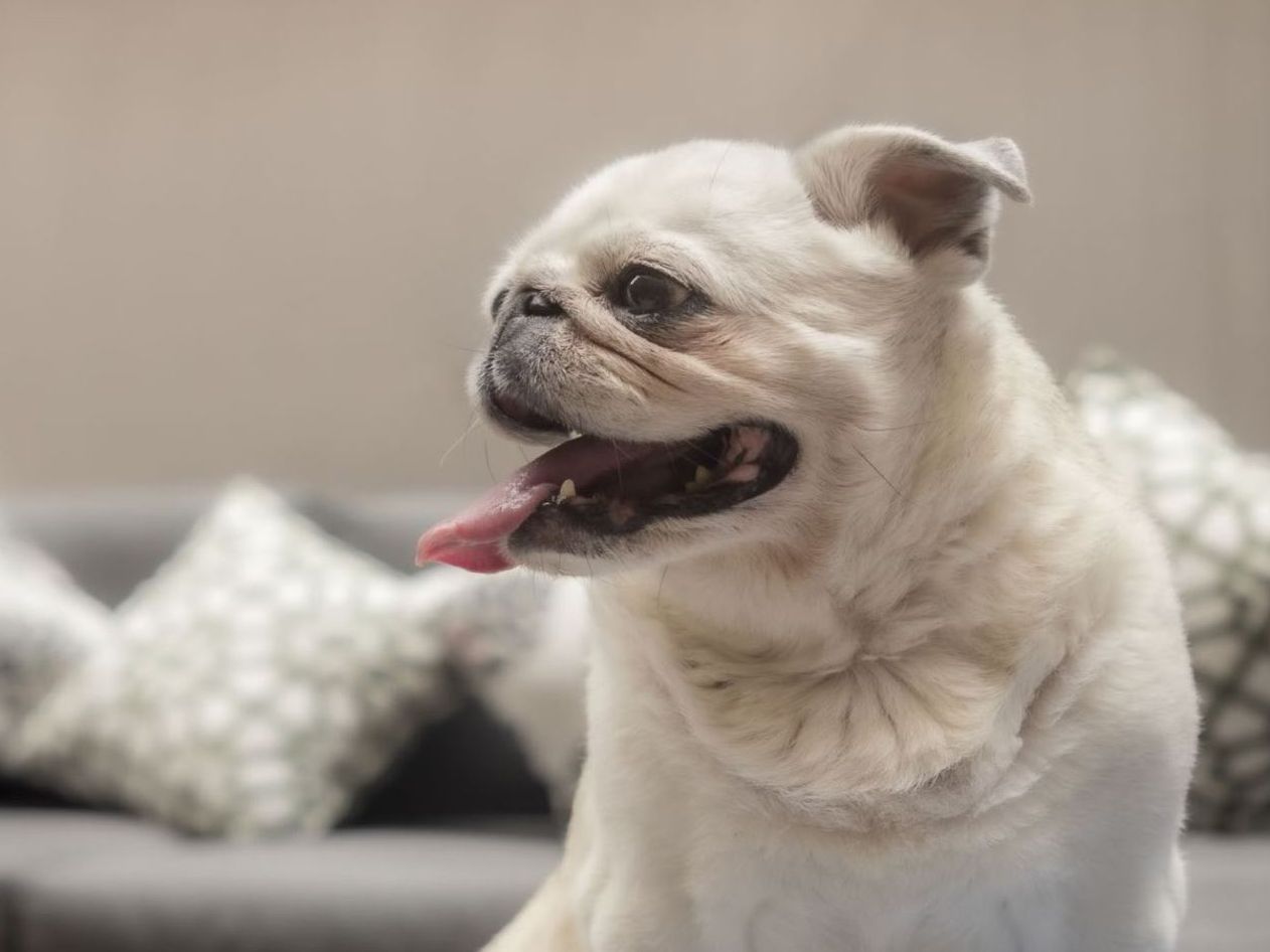 Pet Friendly hotel