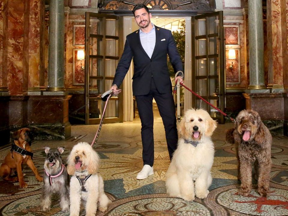 Hotel guest with dogs