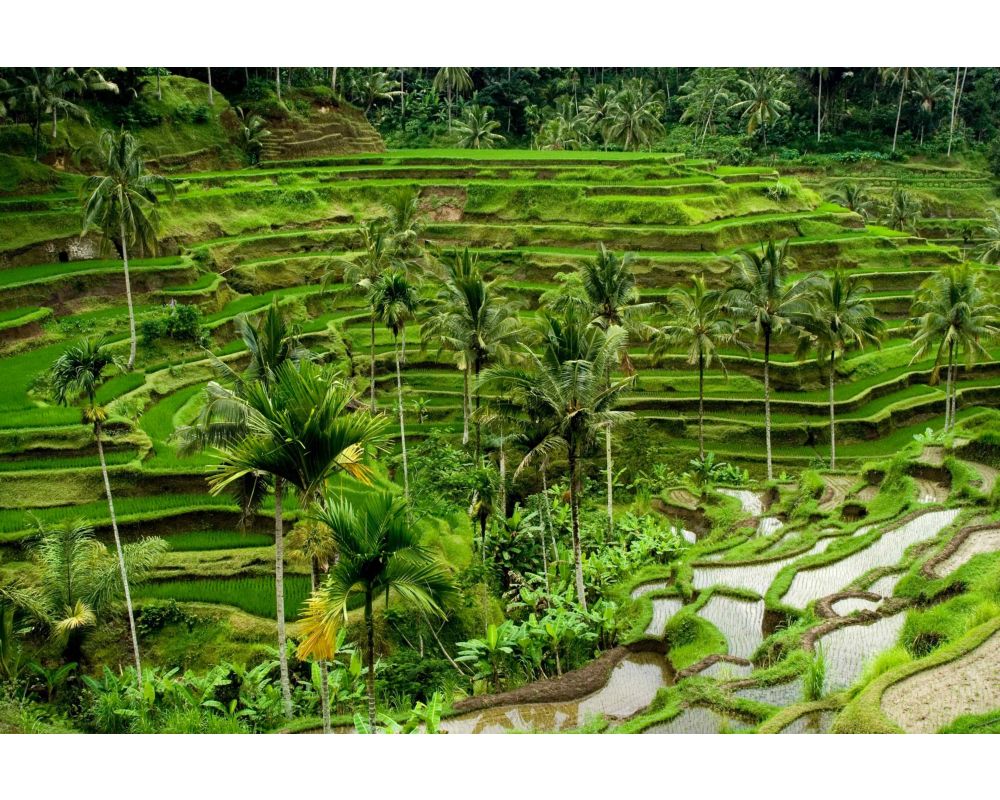 lush greenery on terraced landscape 