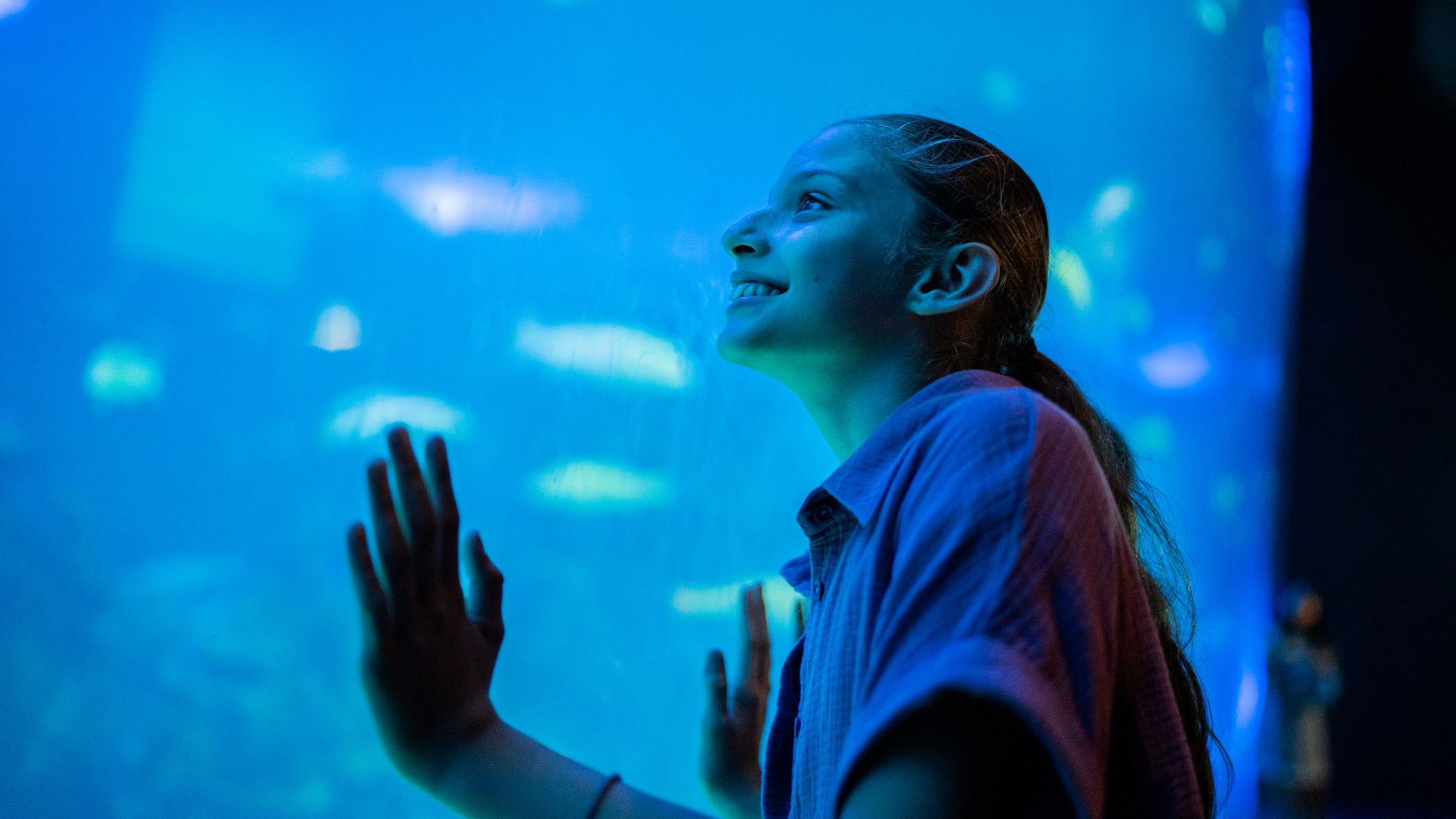 Child looking with wonder into a fish tank